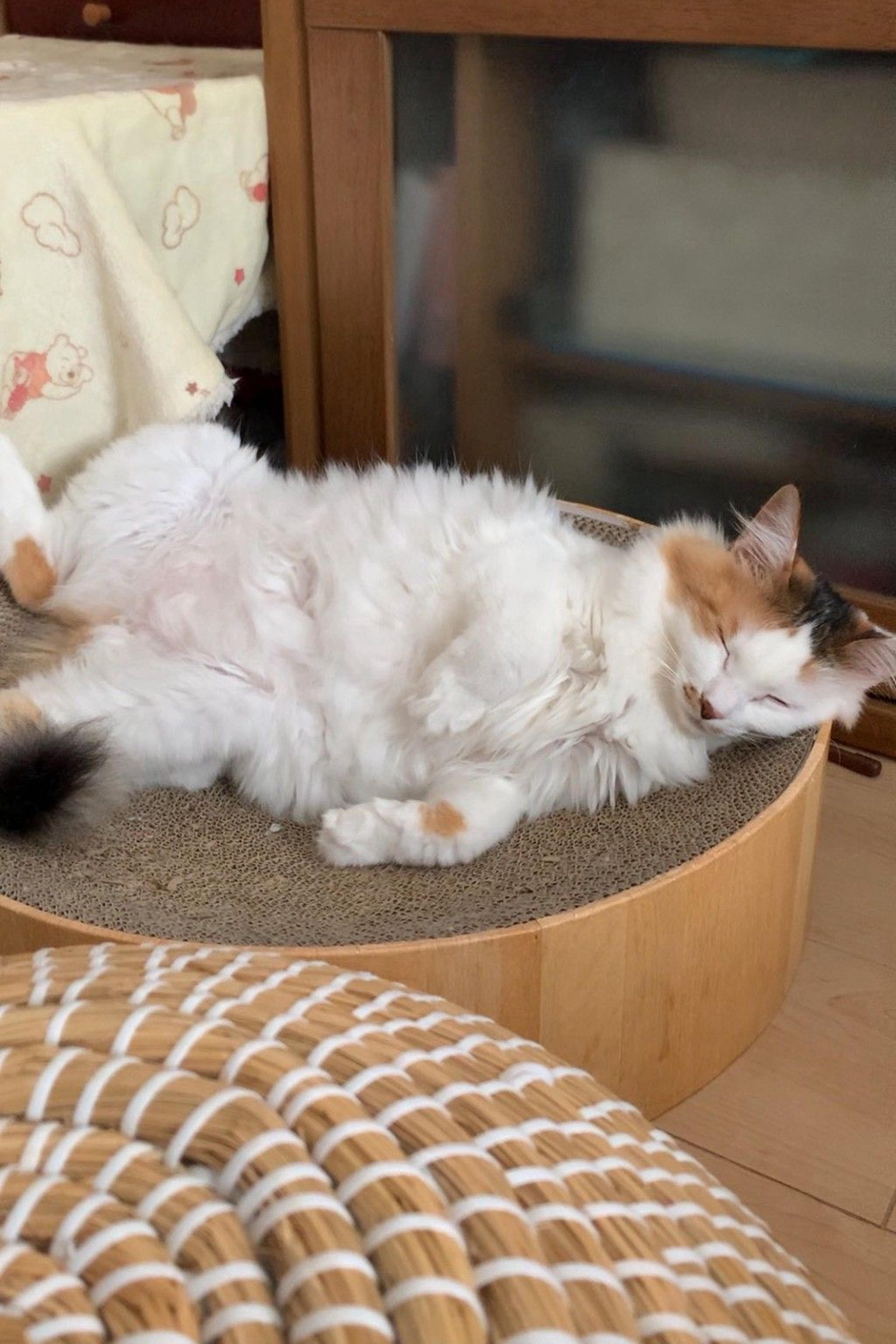 pet-image-7