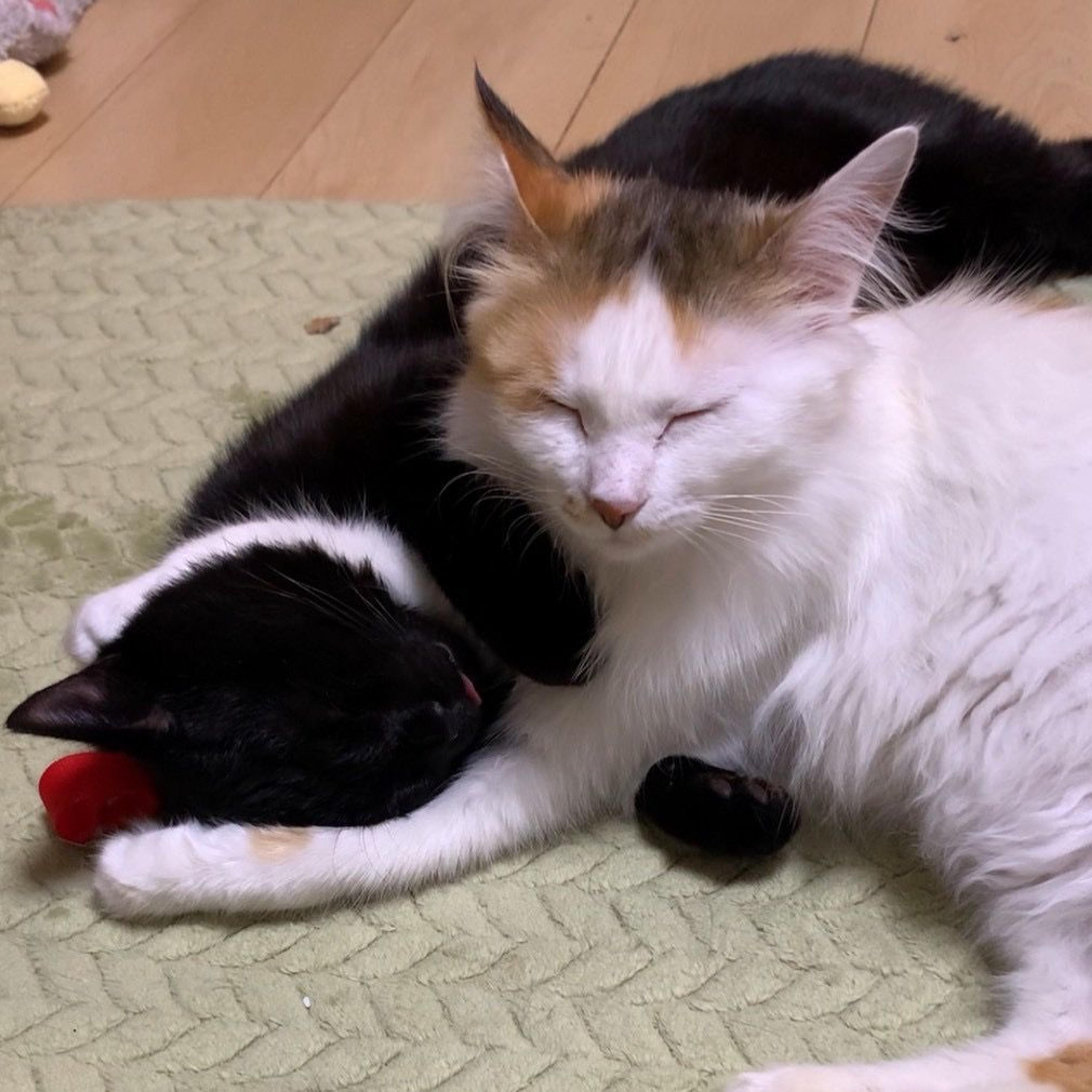 pet-image-9