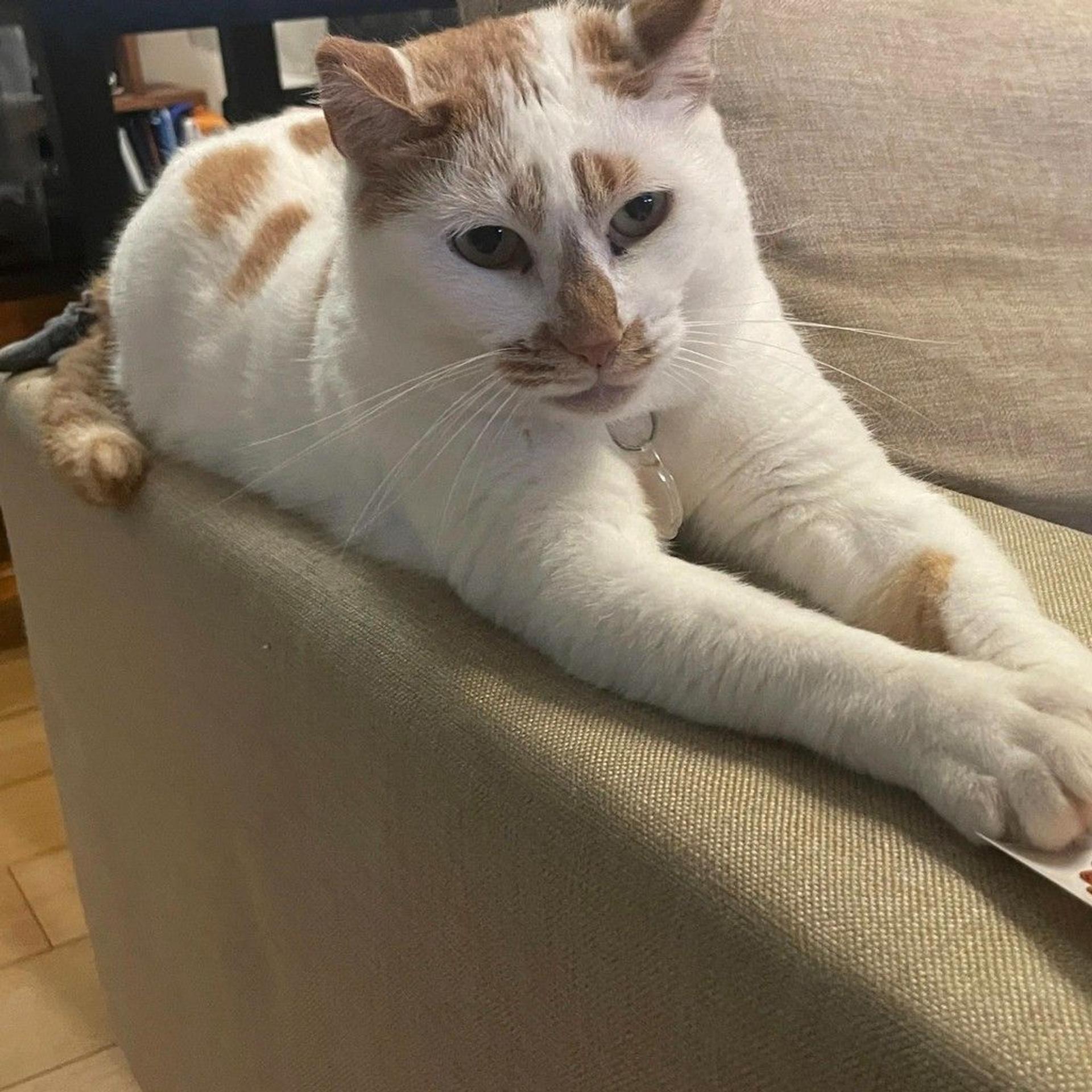 pet-image-8