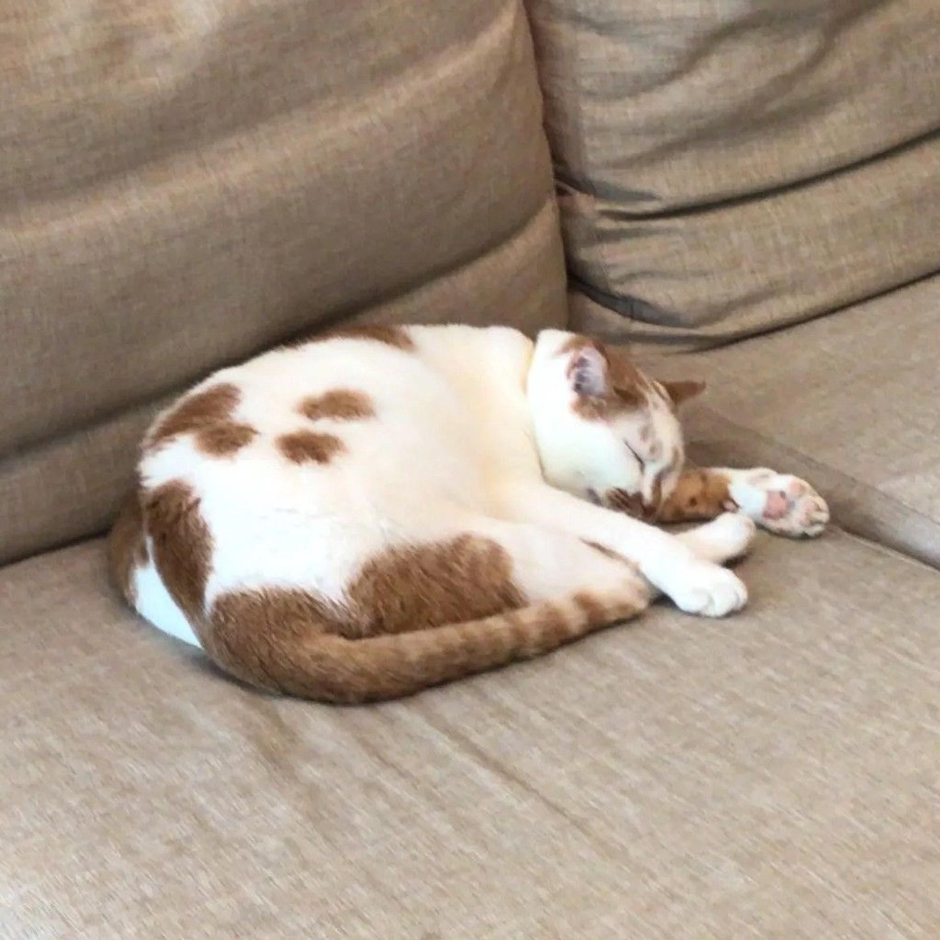 pet-image-10