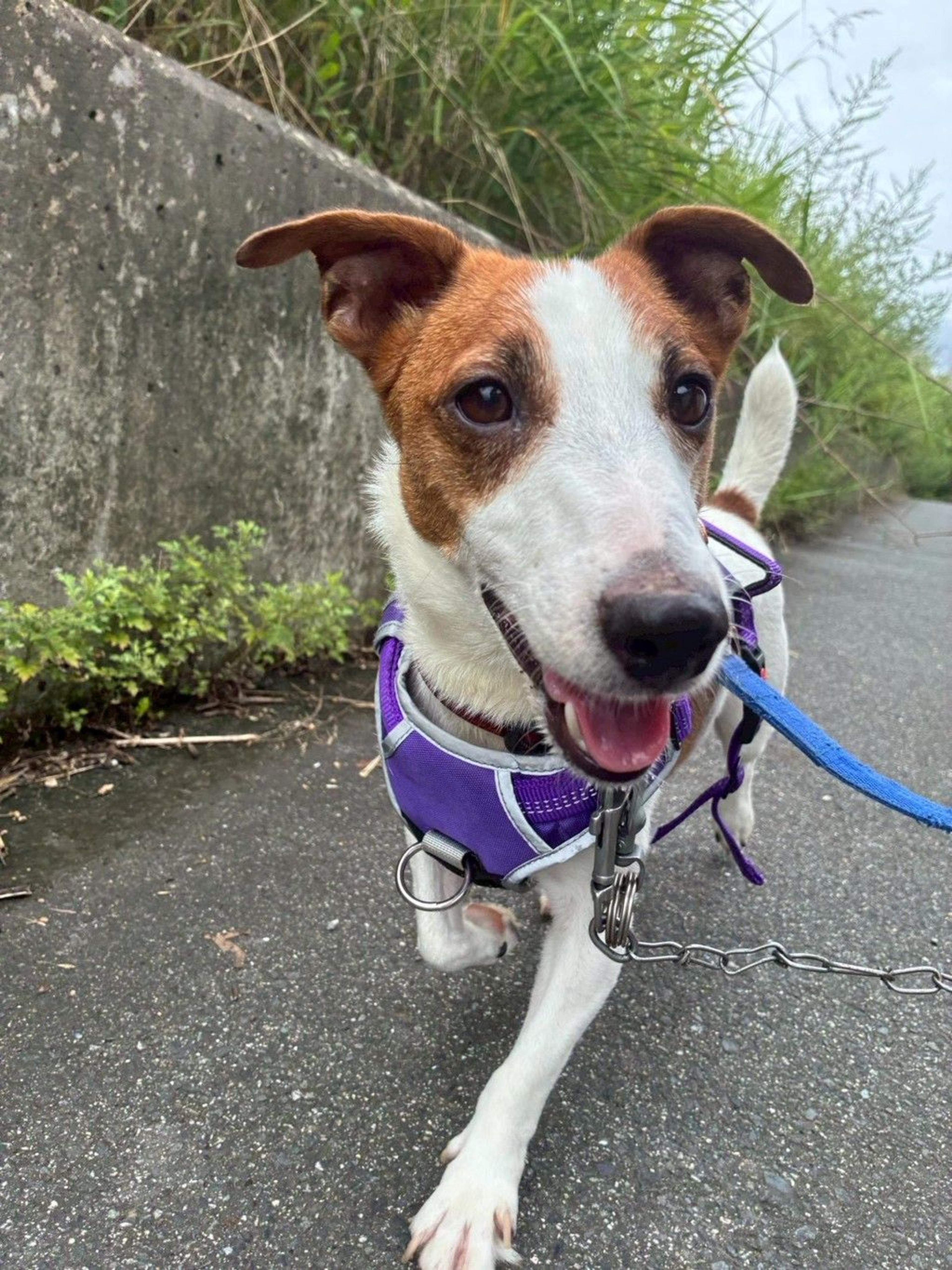 pet-image-5
