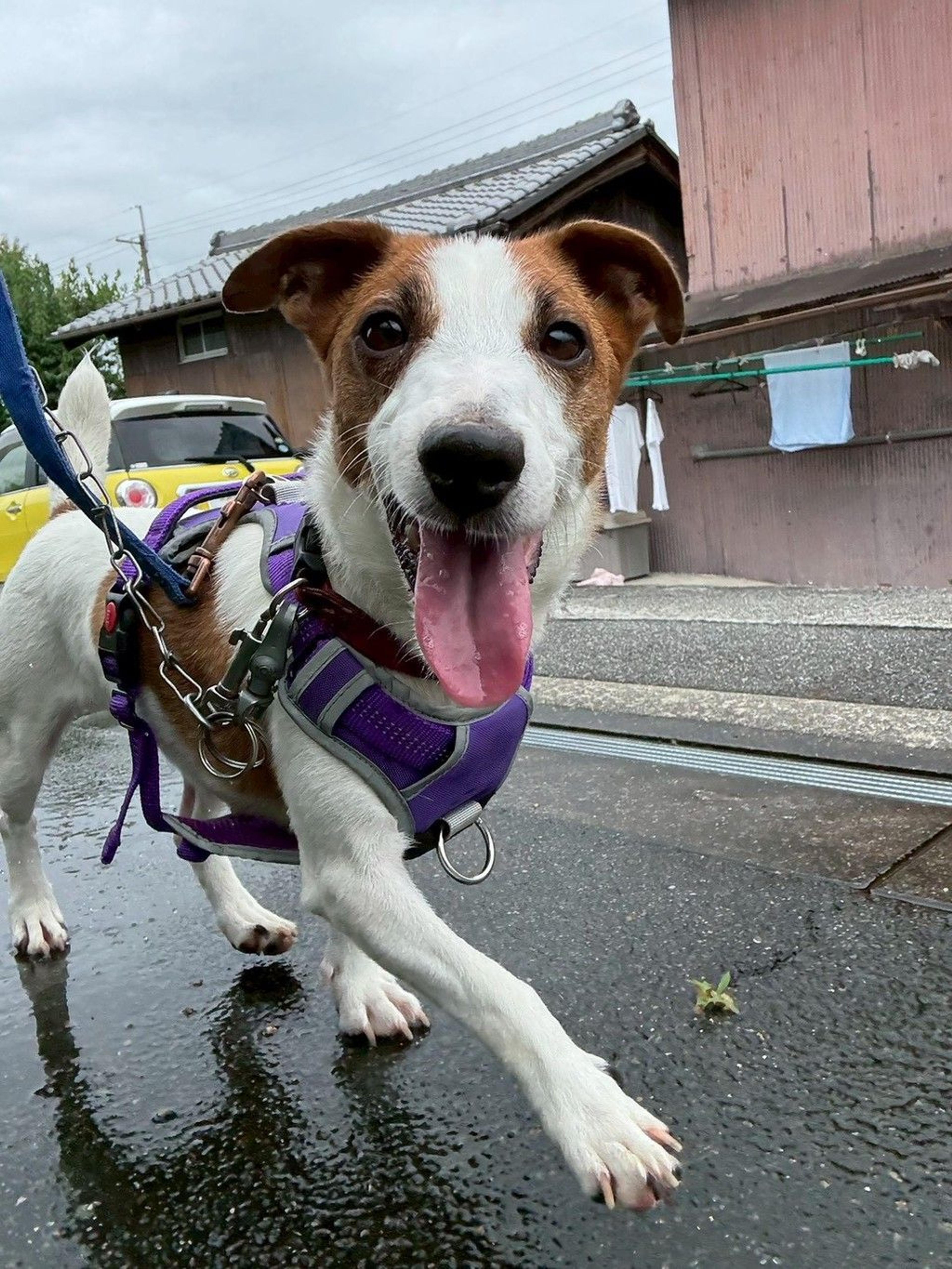 pet-image-6