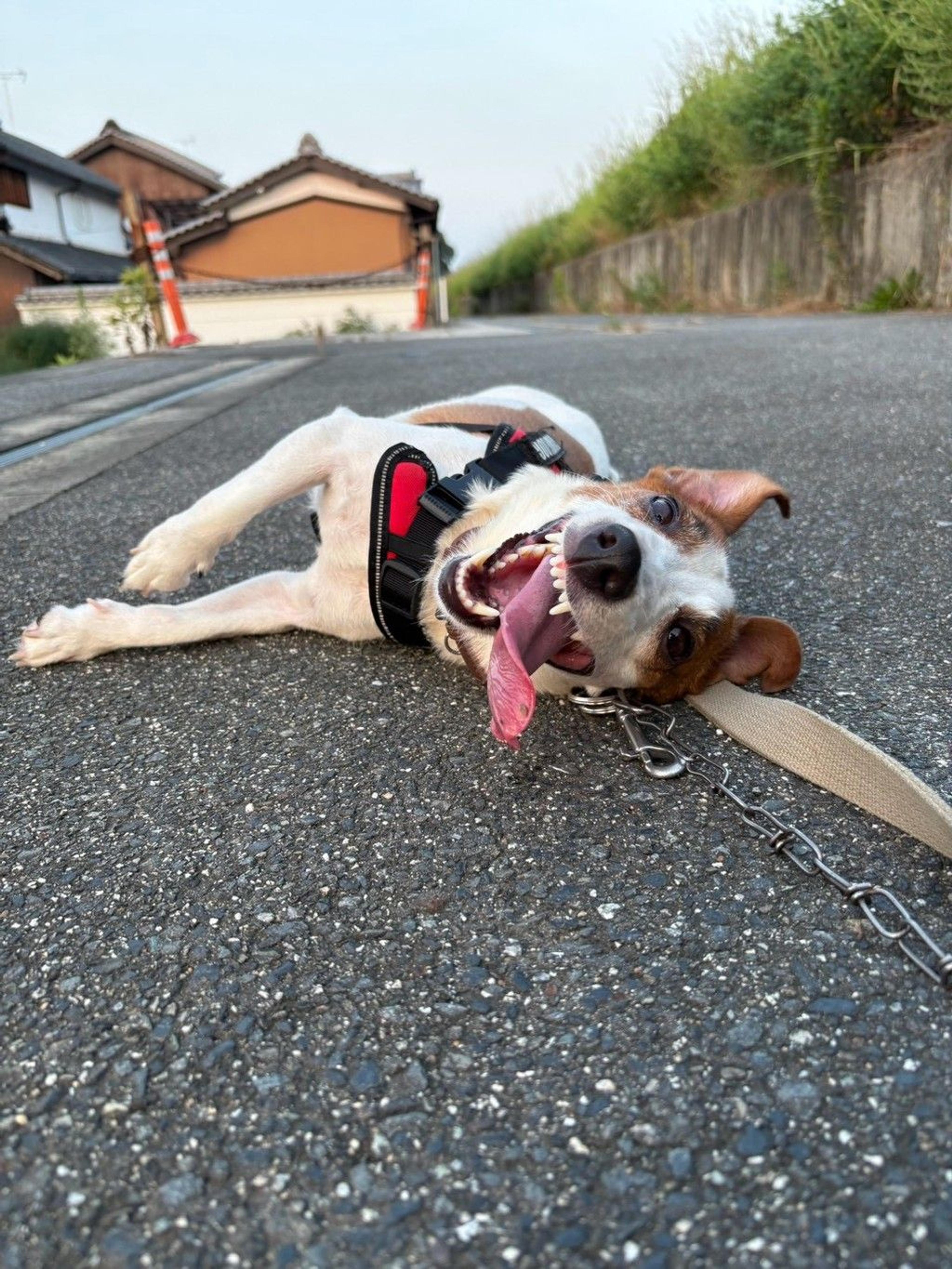 pet-image-8