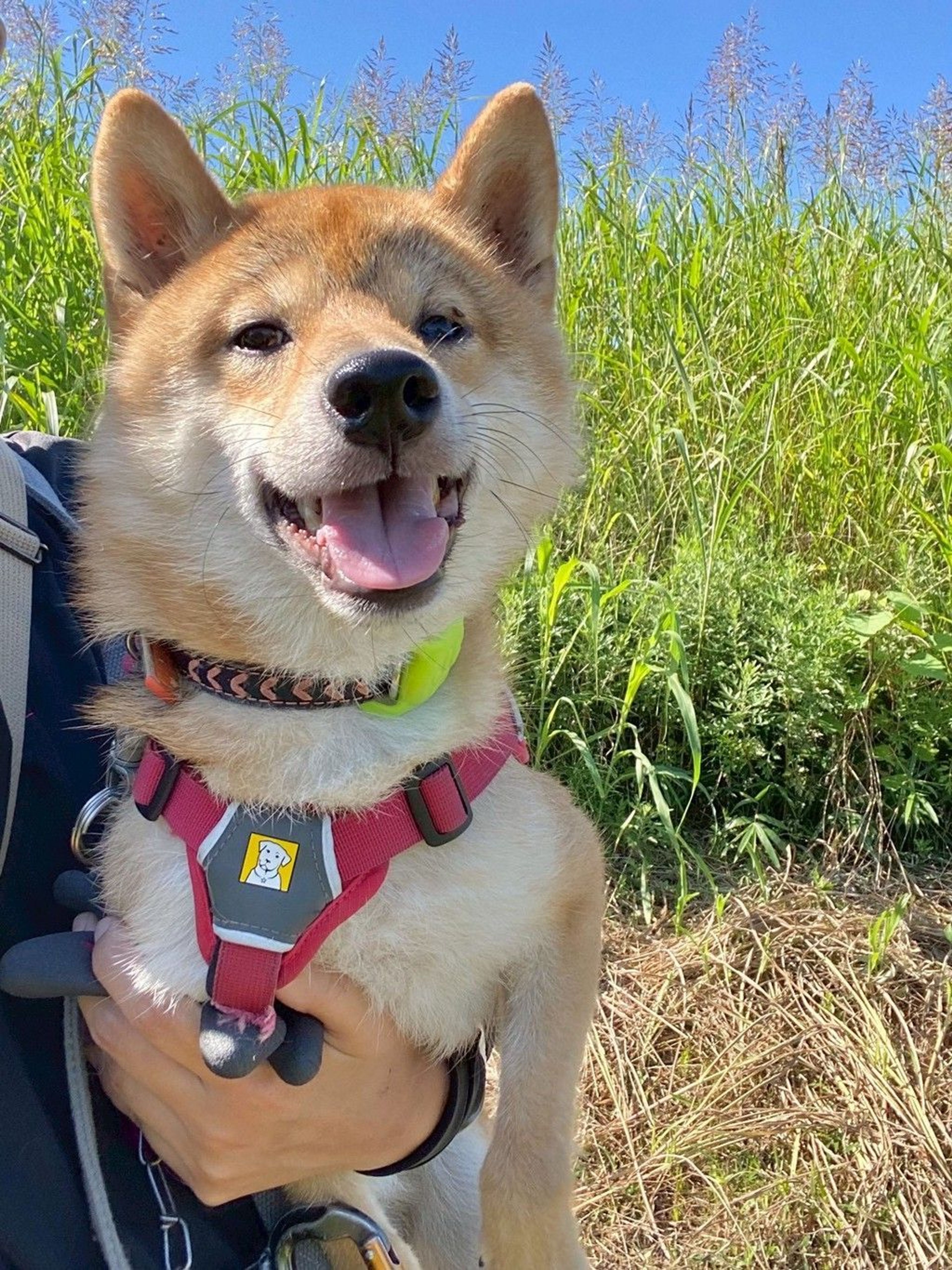 柴犬・オスの里親募集の写真