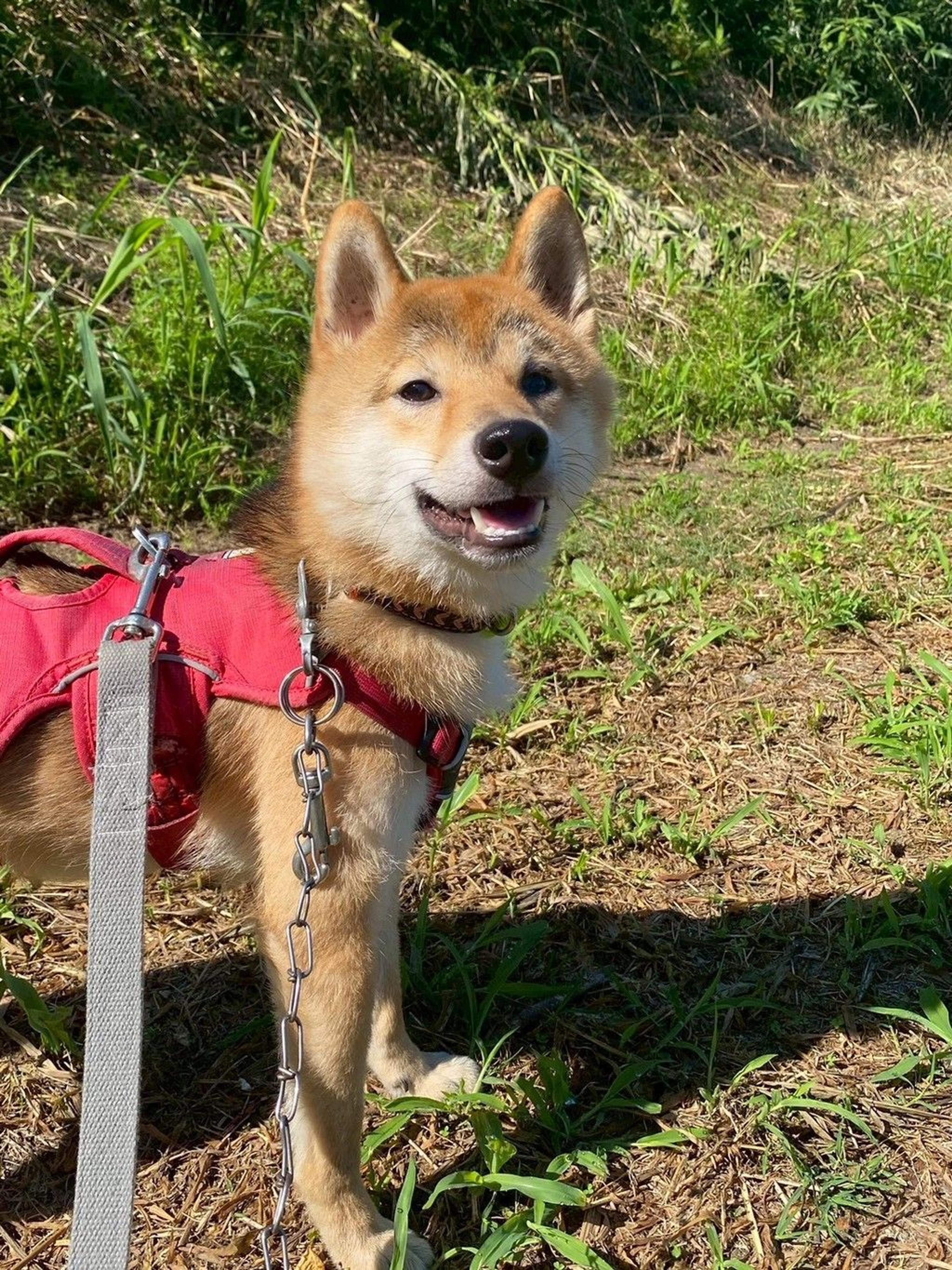 pet-image-2