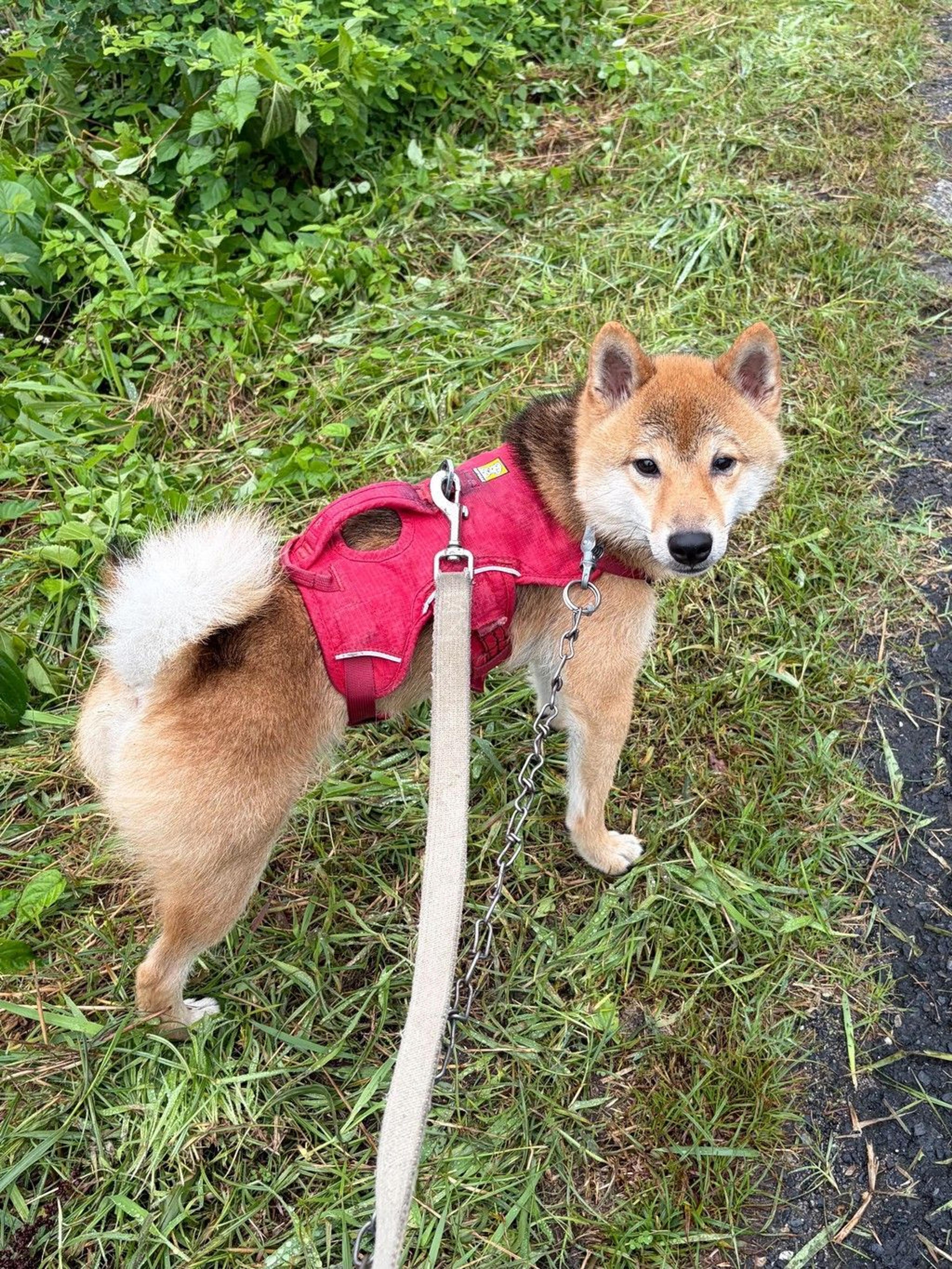pet-image-4