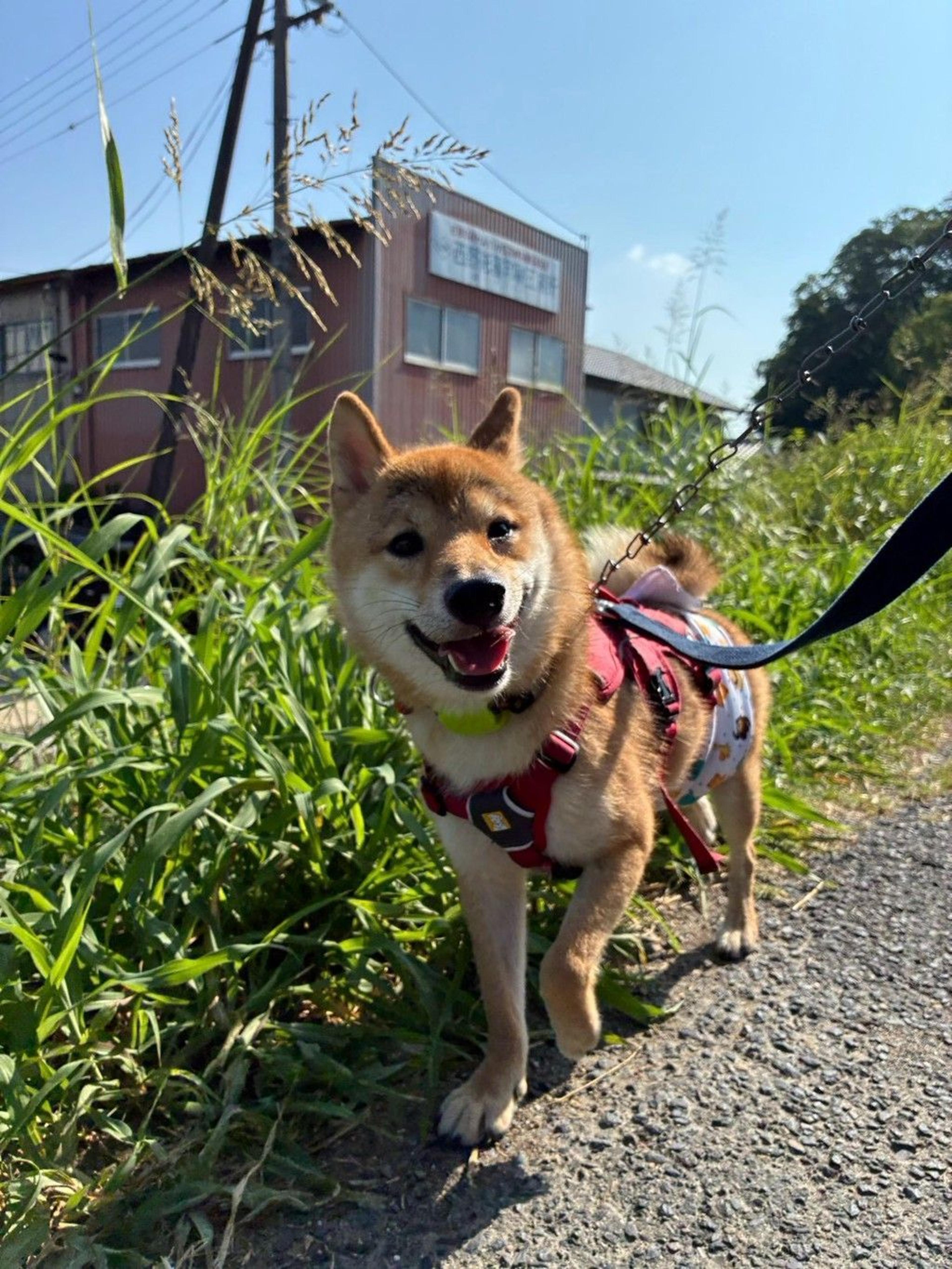 pet-image-5