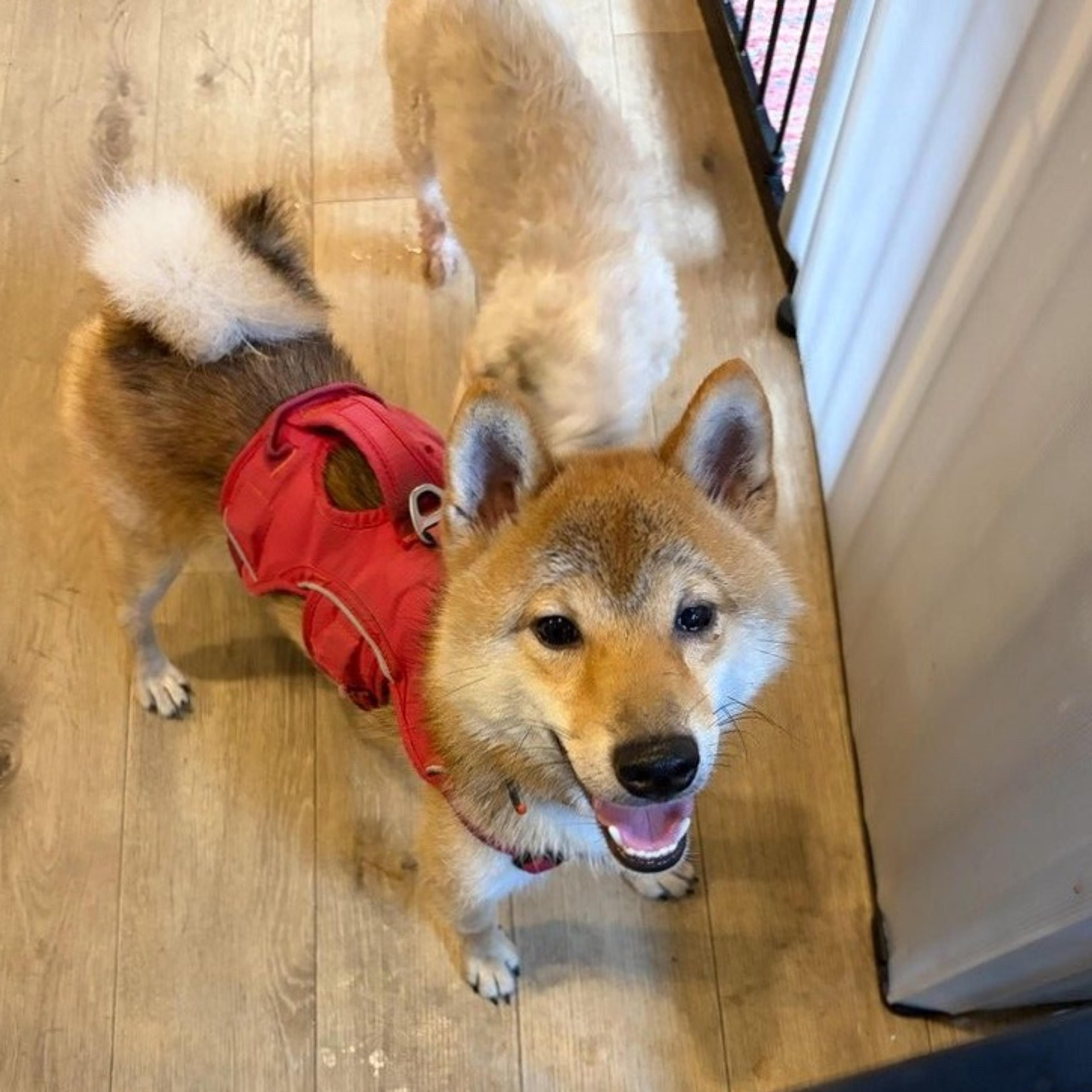 pet-image-6
