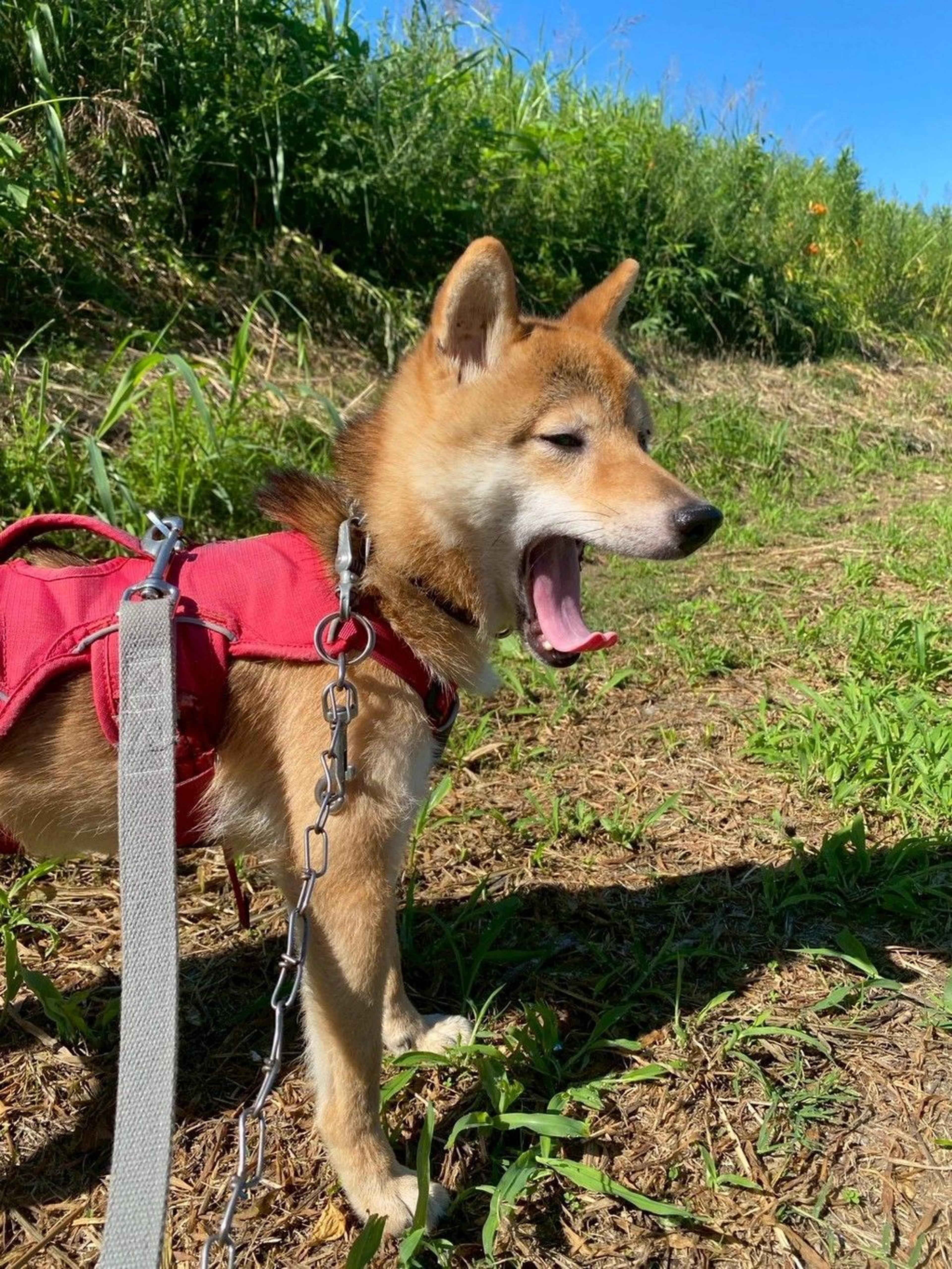 pet-image-9