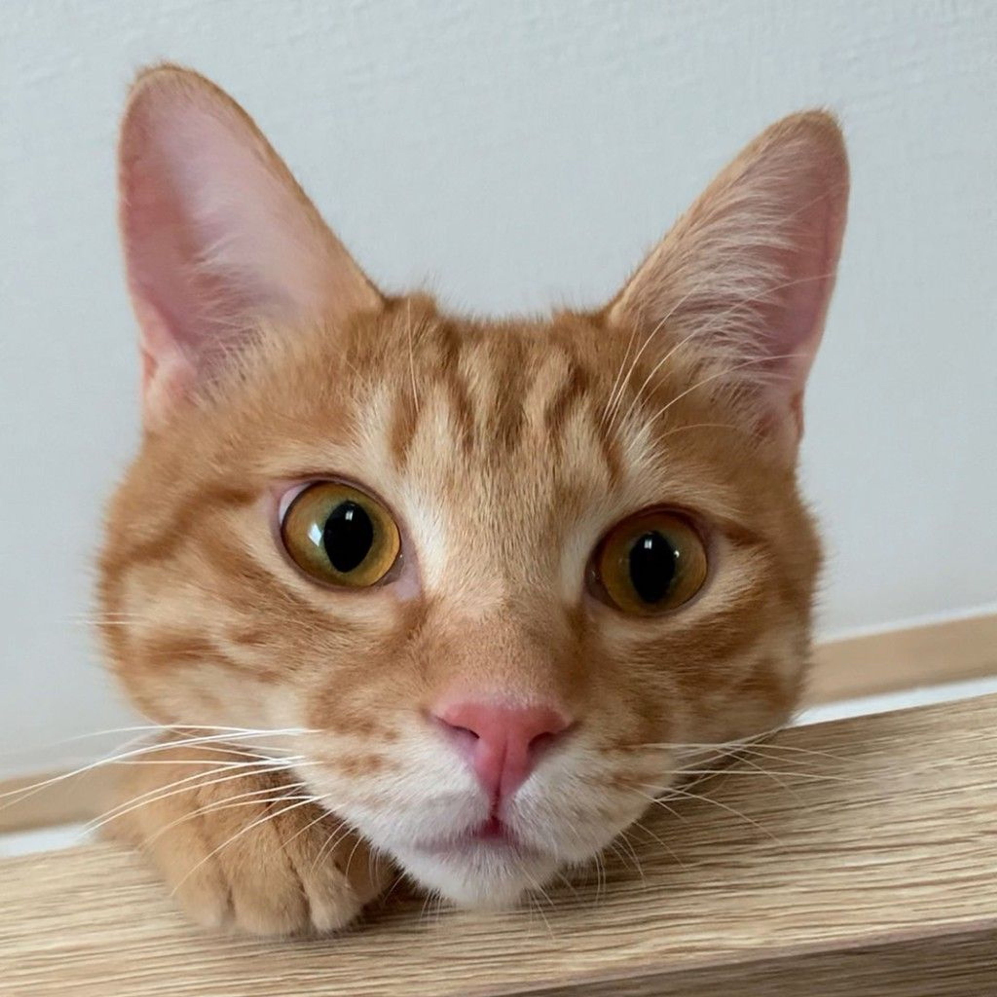 雑種（ミックス猫）・オスの里親募集の写真