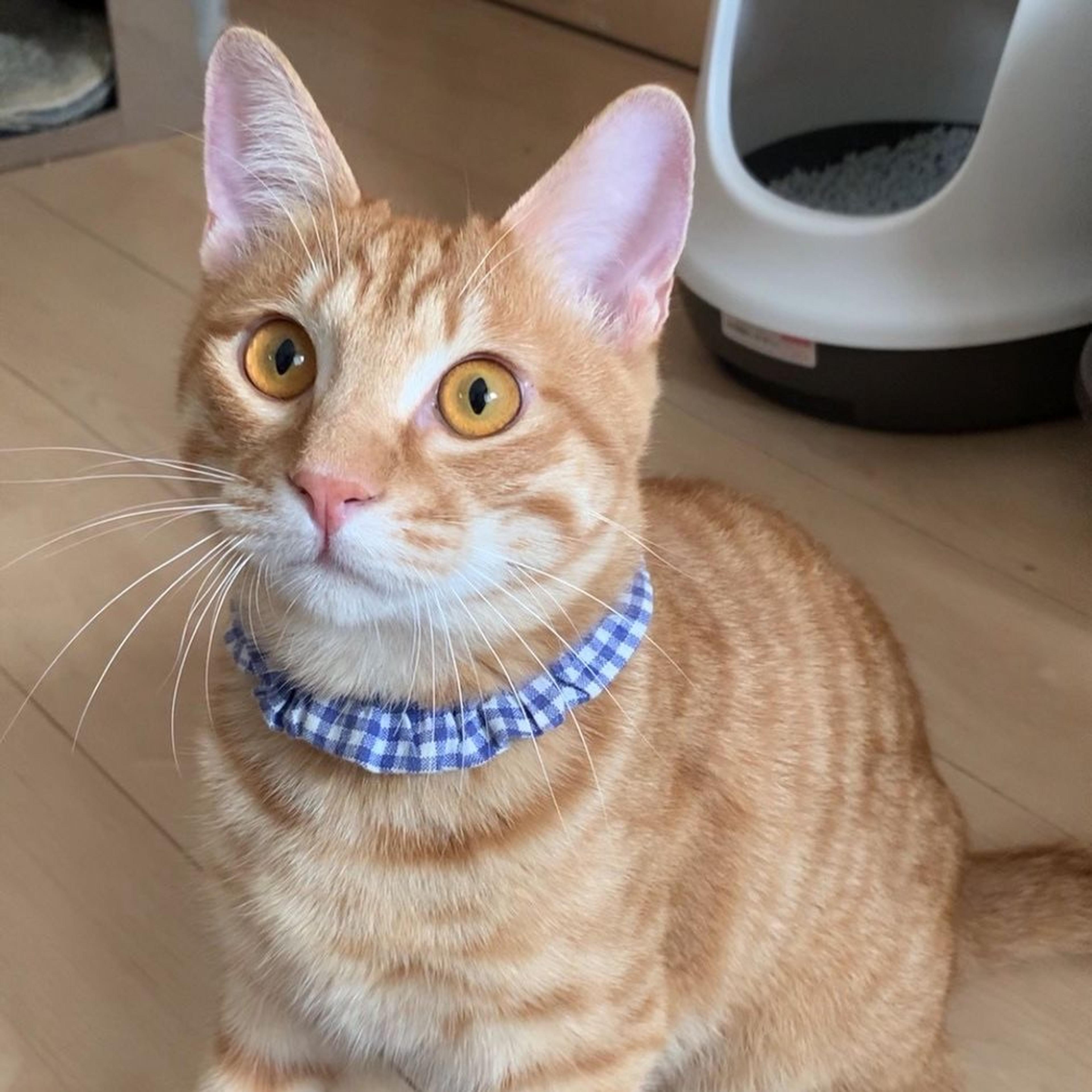 pet-image-2