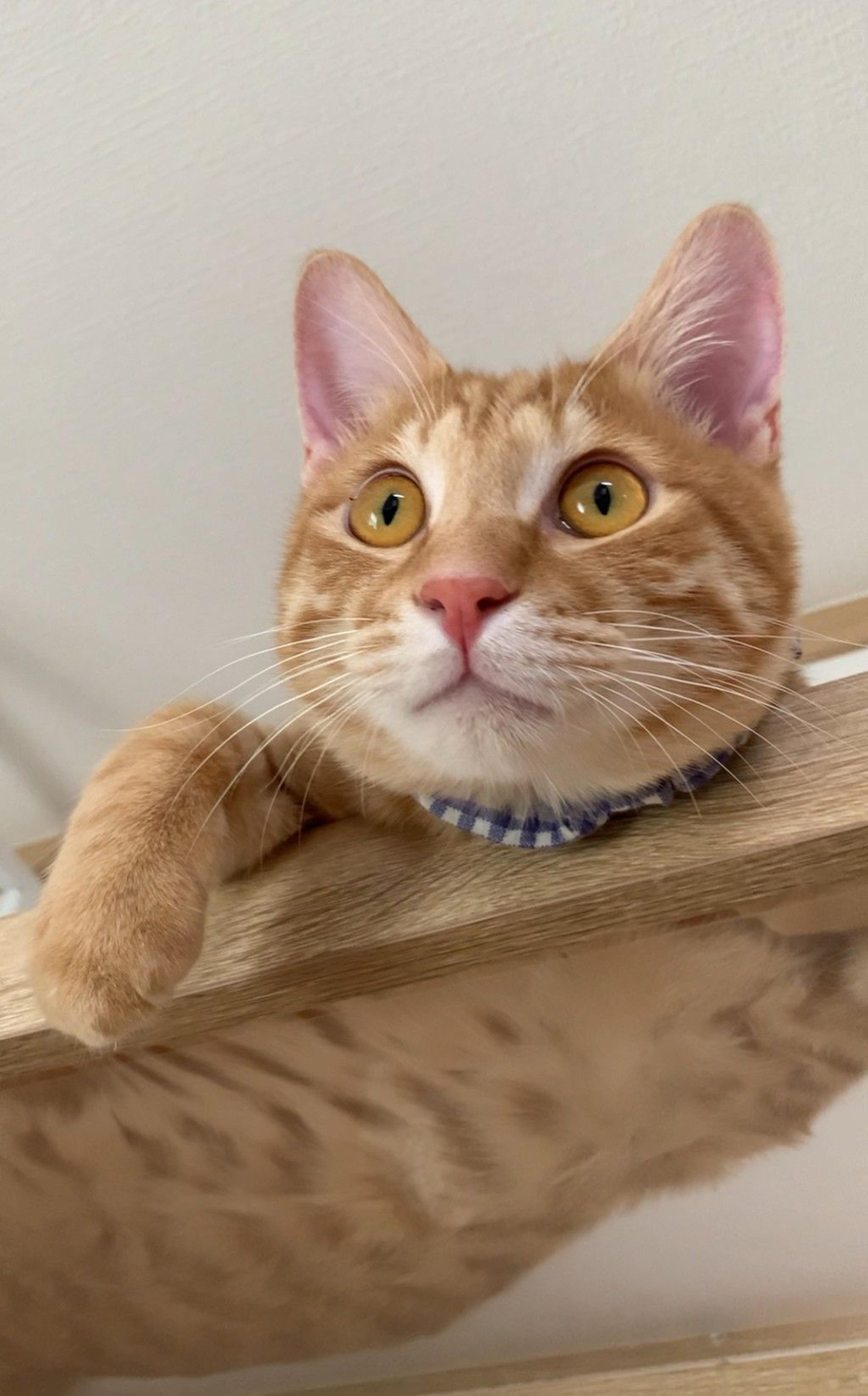 pet-image-4
