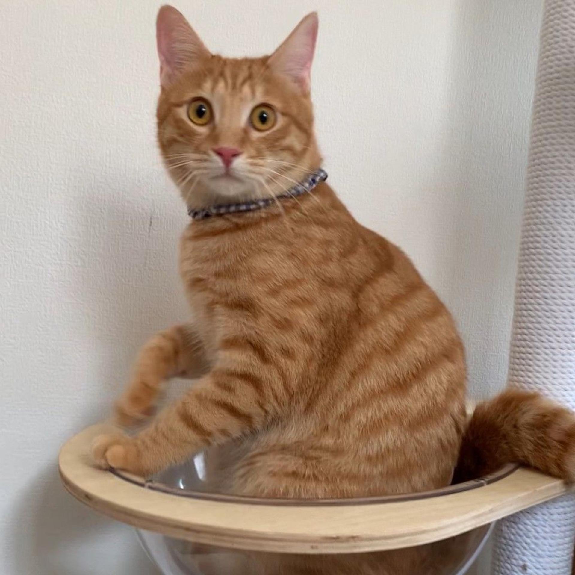 pet-image-5
