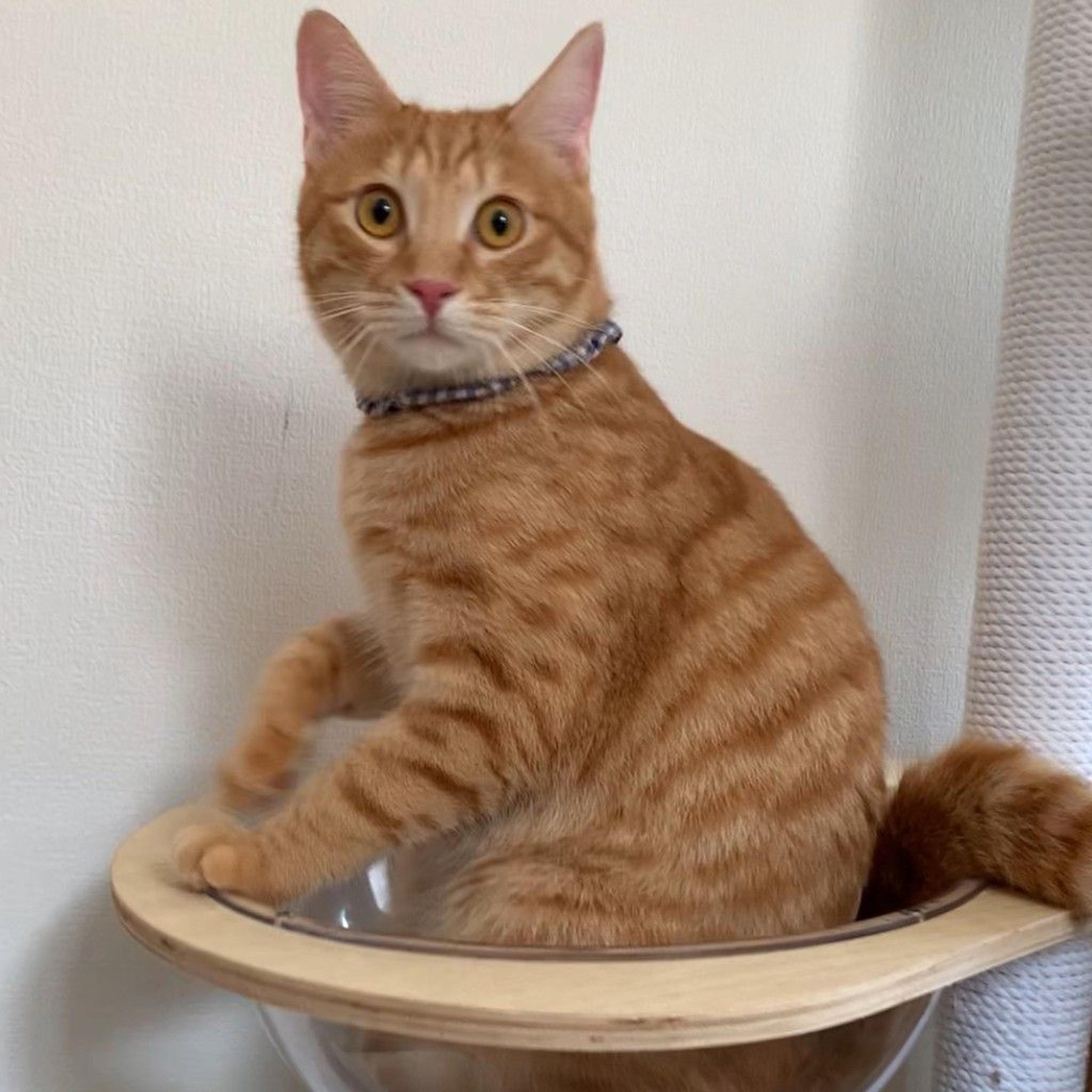 pet-image-5