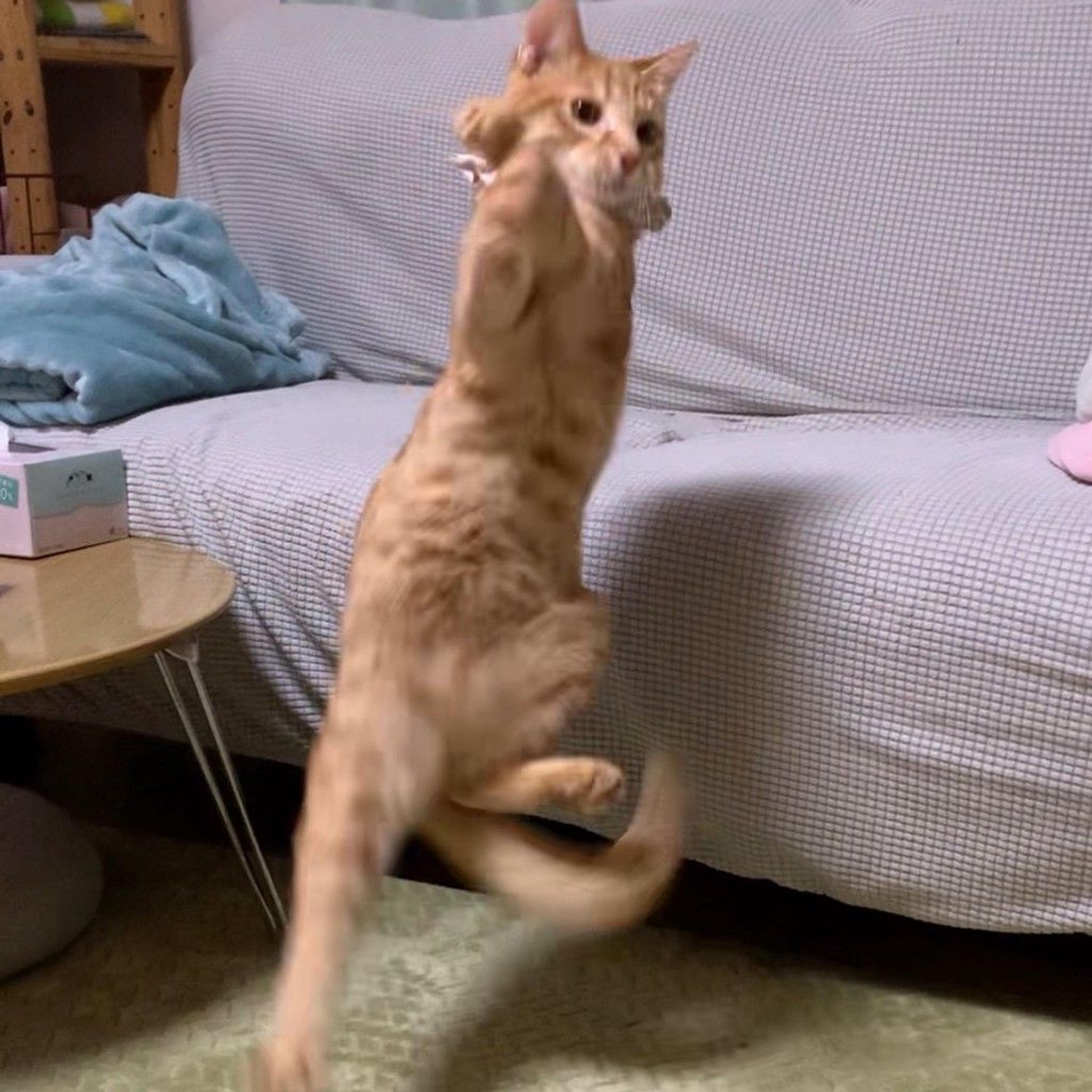 pet-image-6