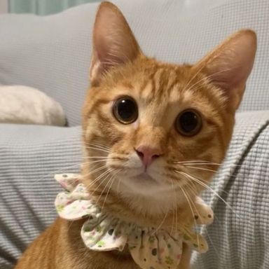 茶トラ男子　かしわくんの写真