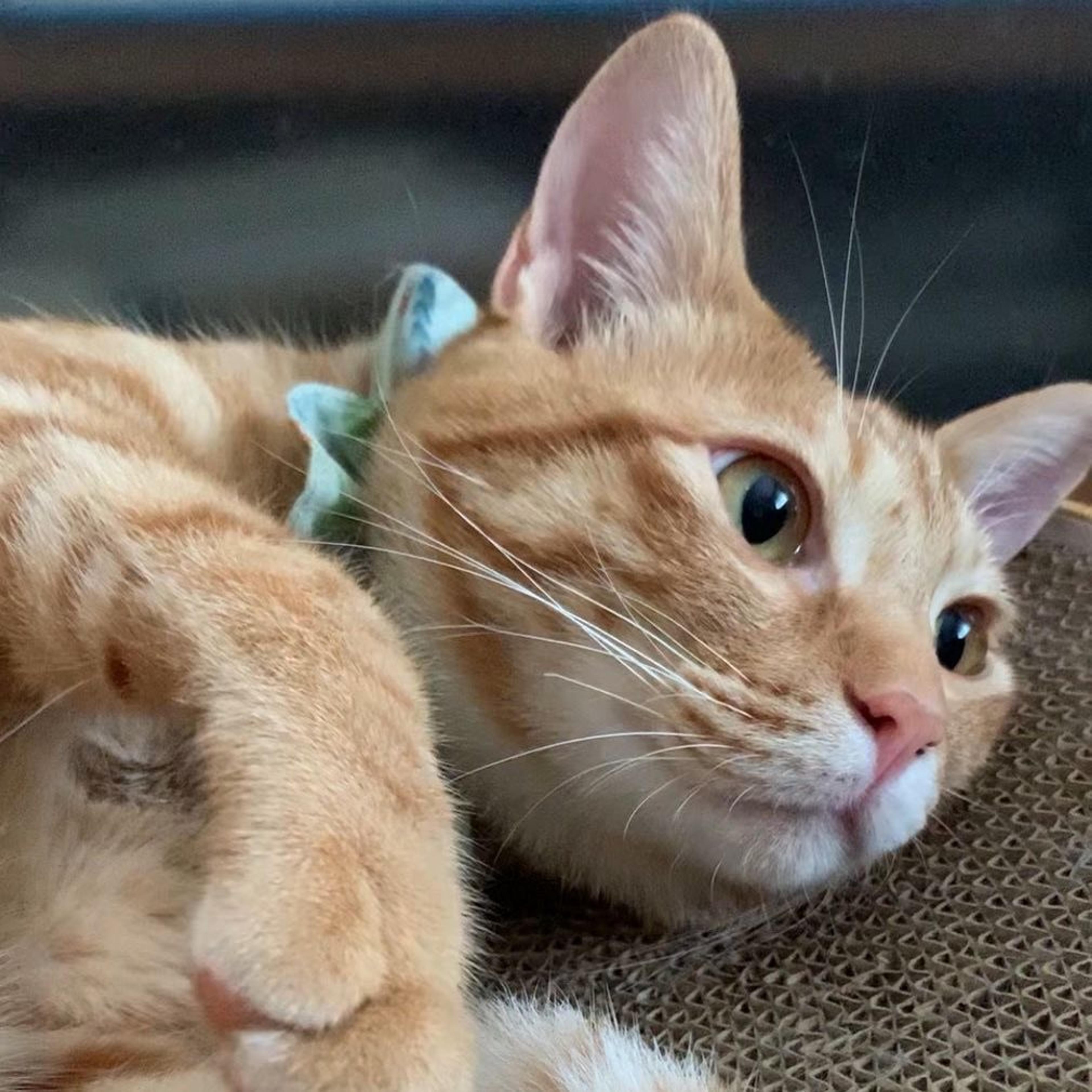 pet-image-3