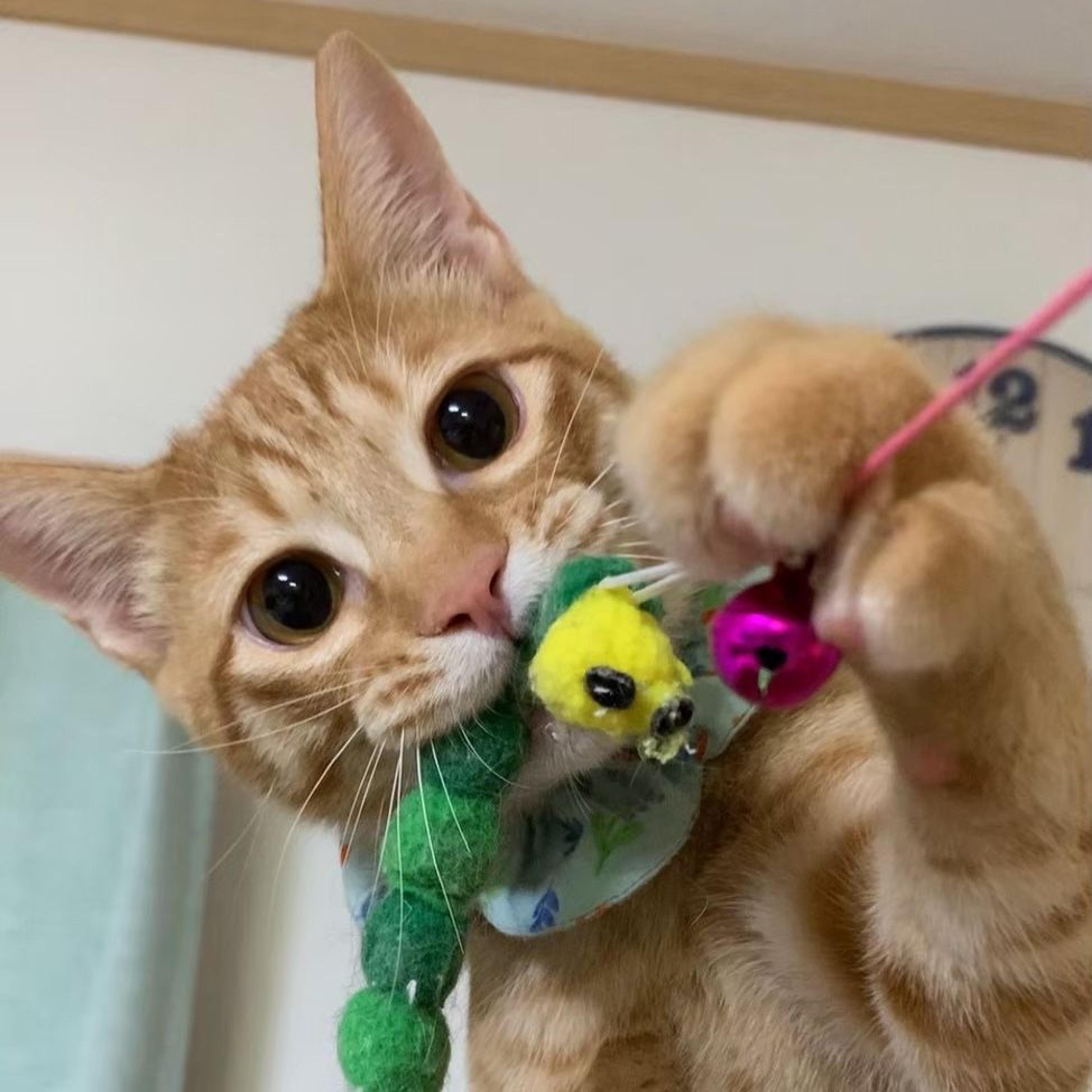 pet-image-4