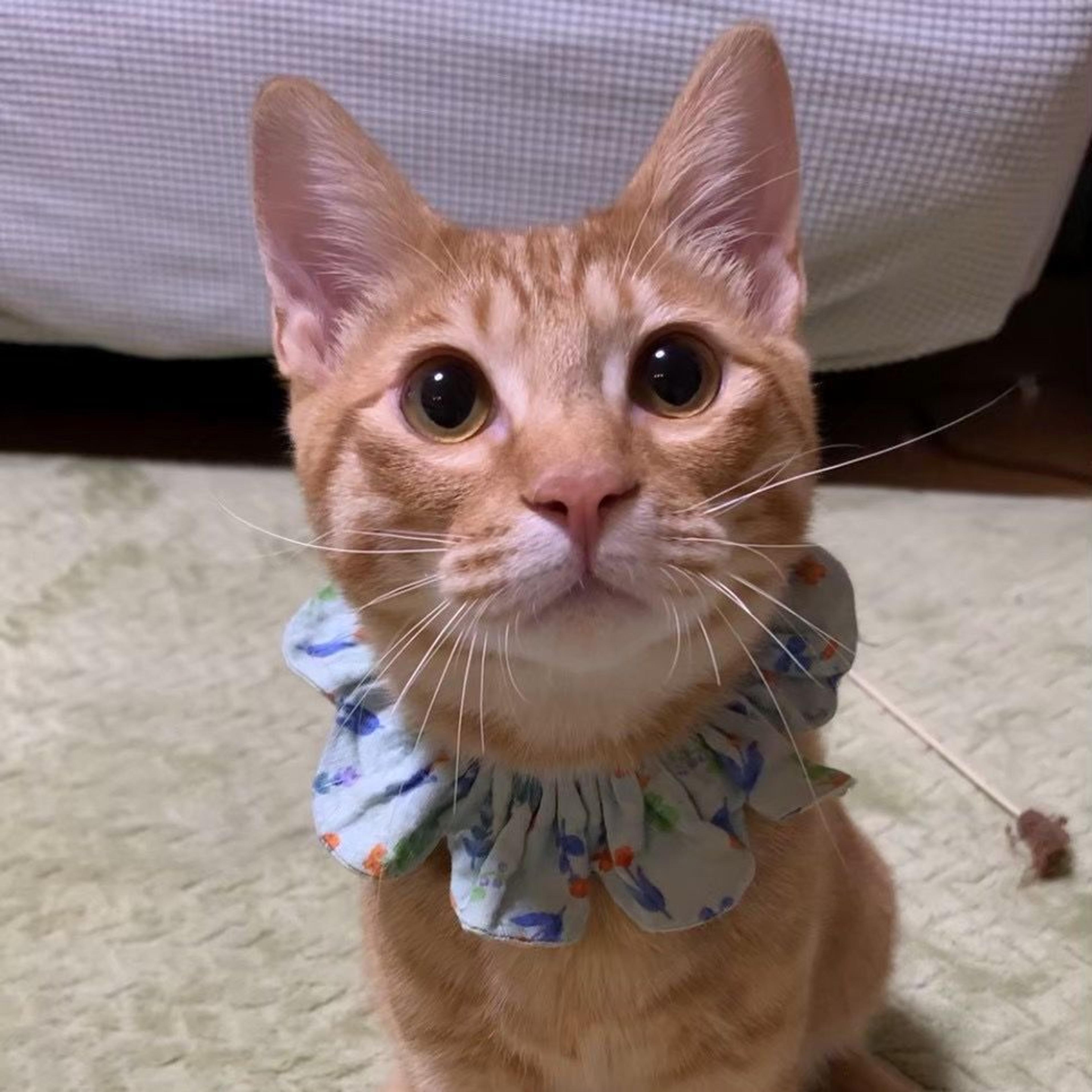 pet-image-5