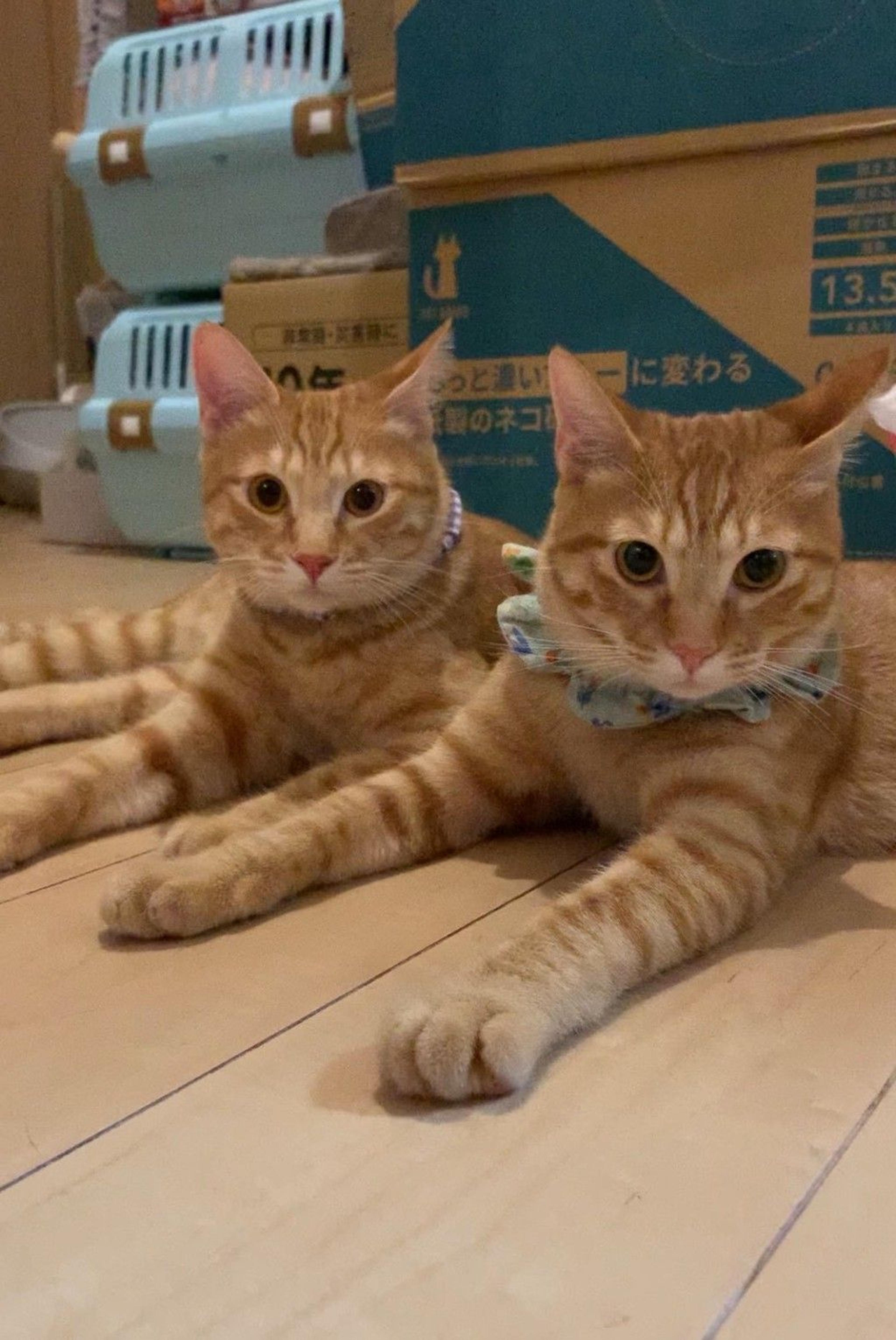 pet-image-9