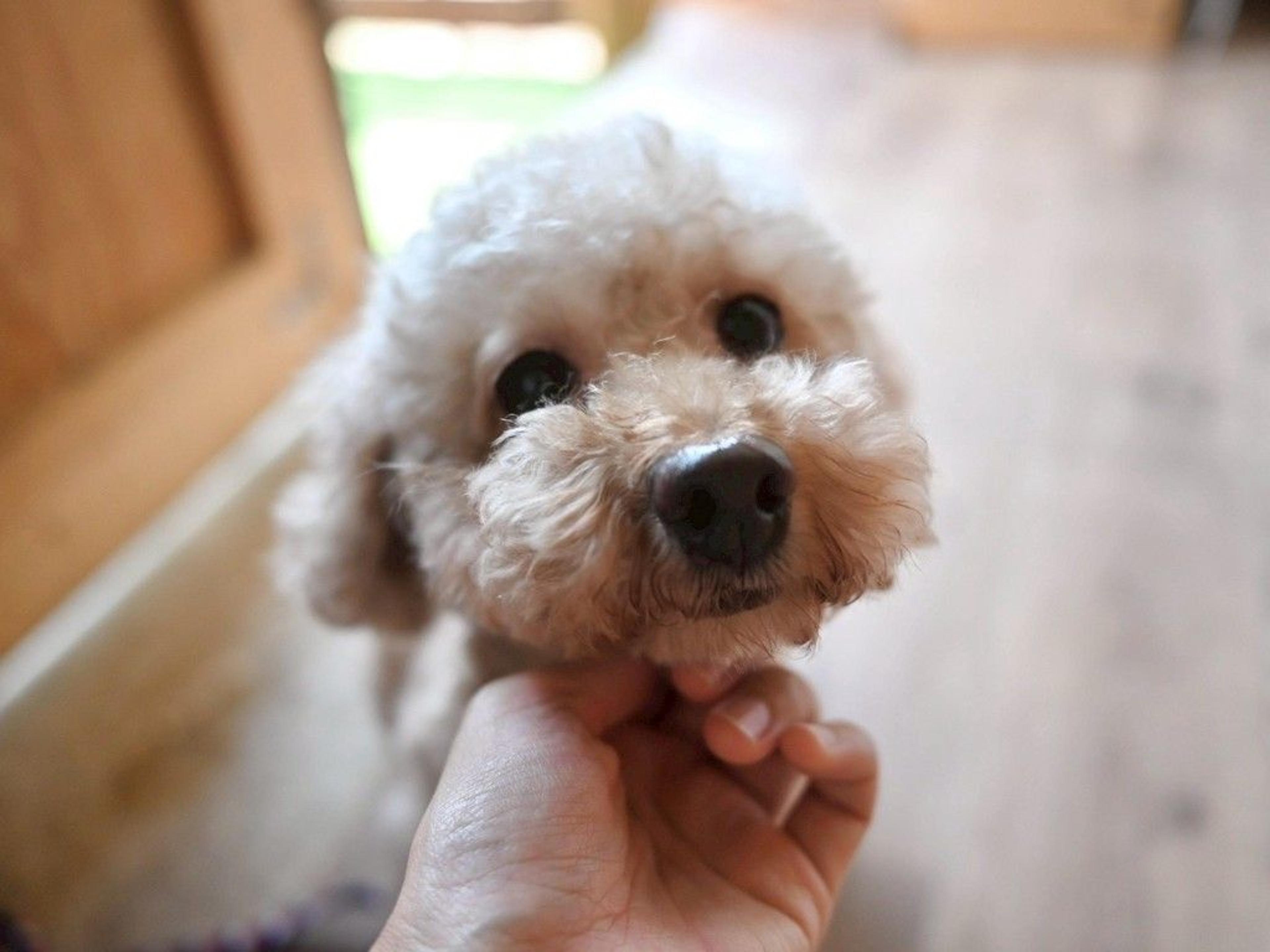 pet-image-2