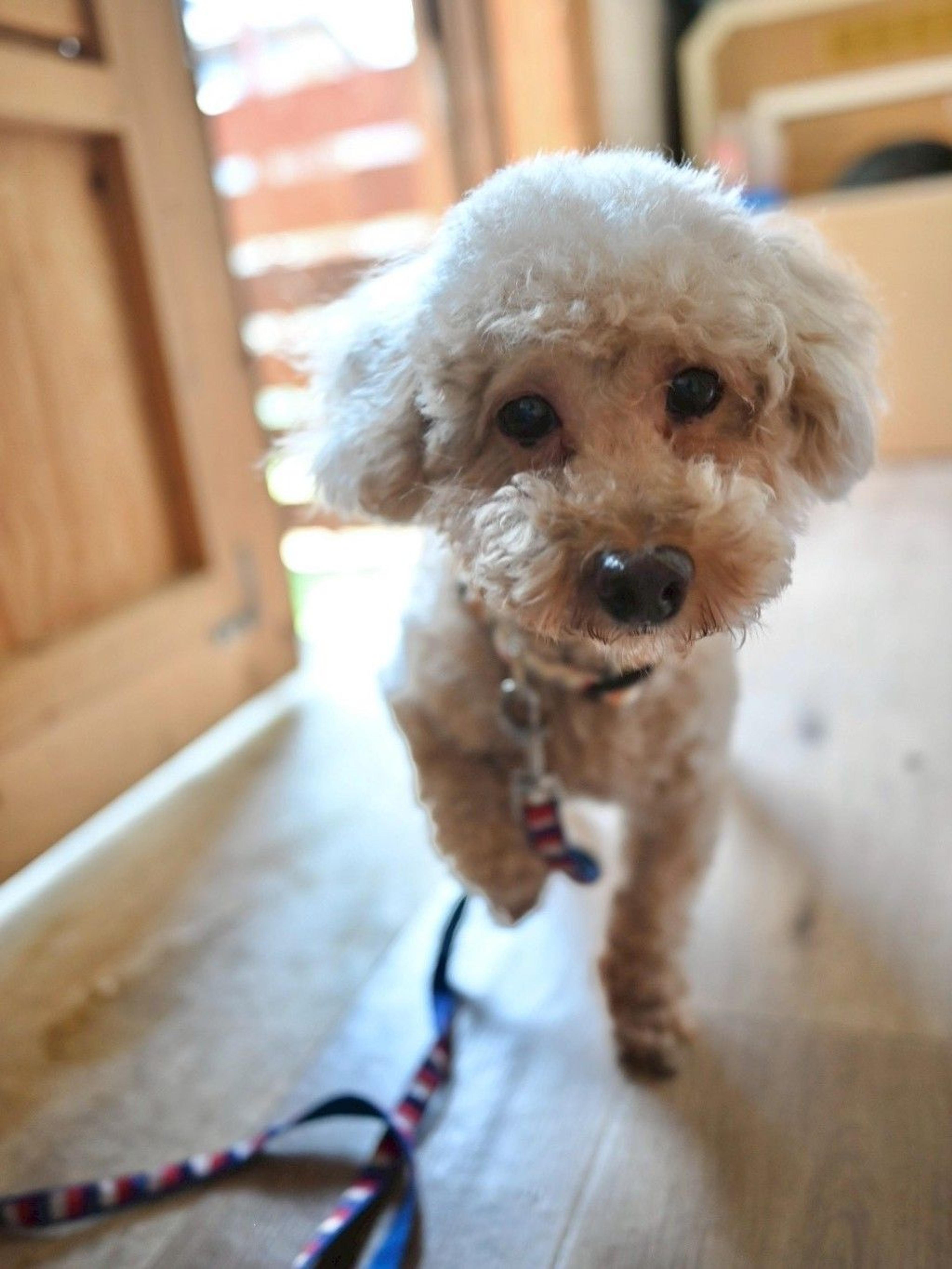 pet-image-3