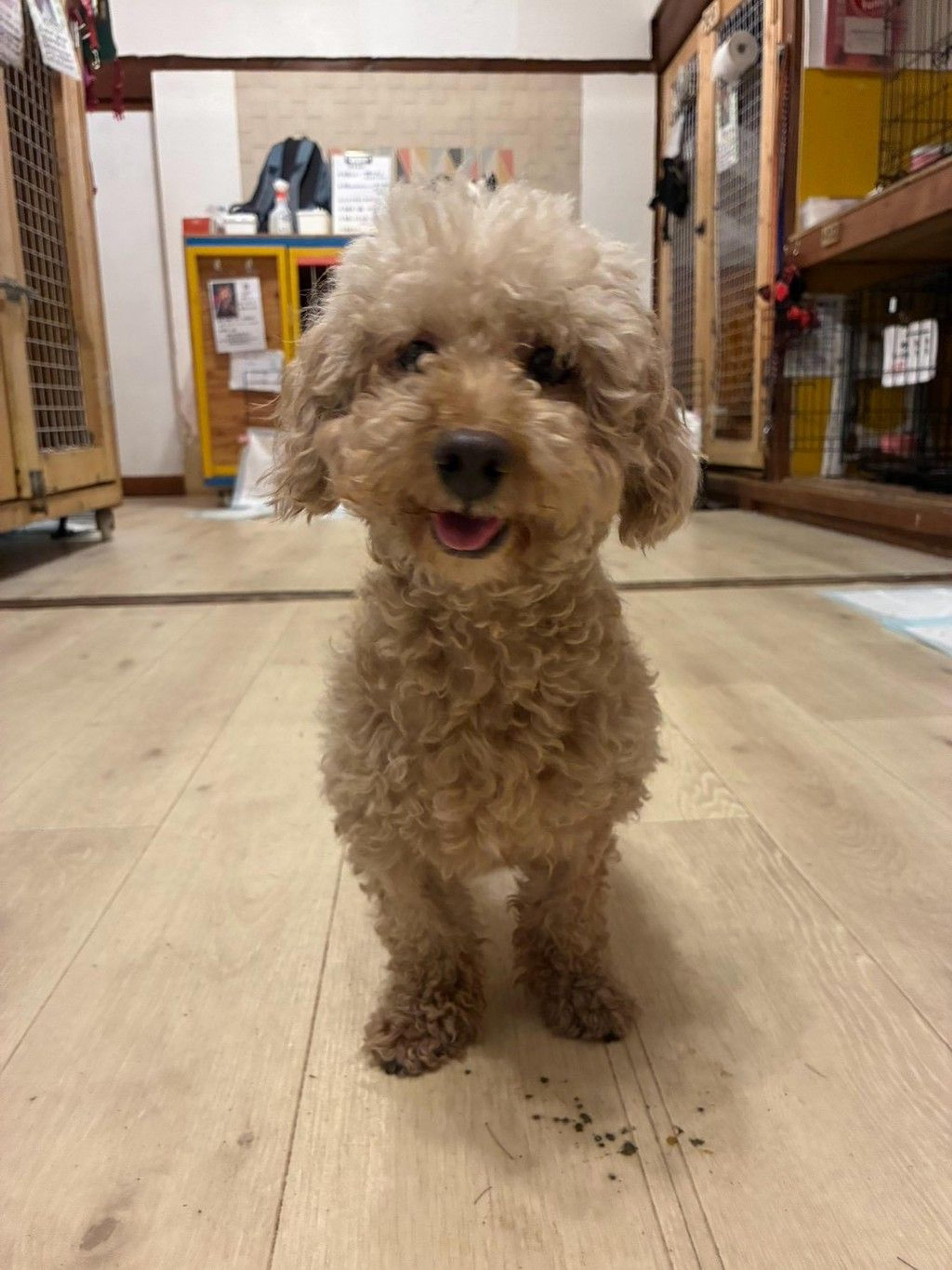 pet-image-8