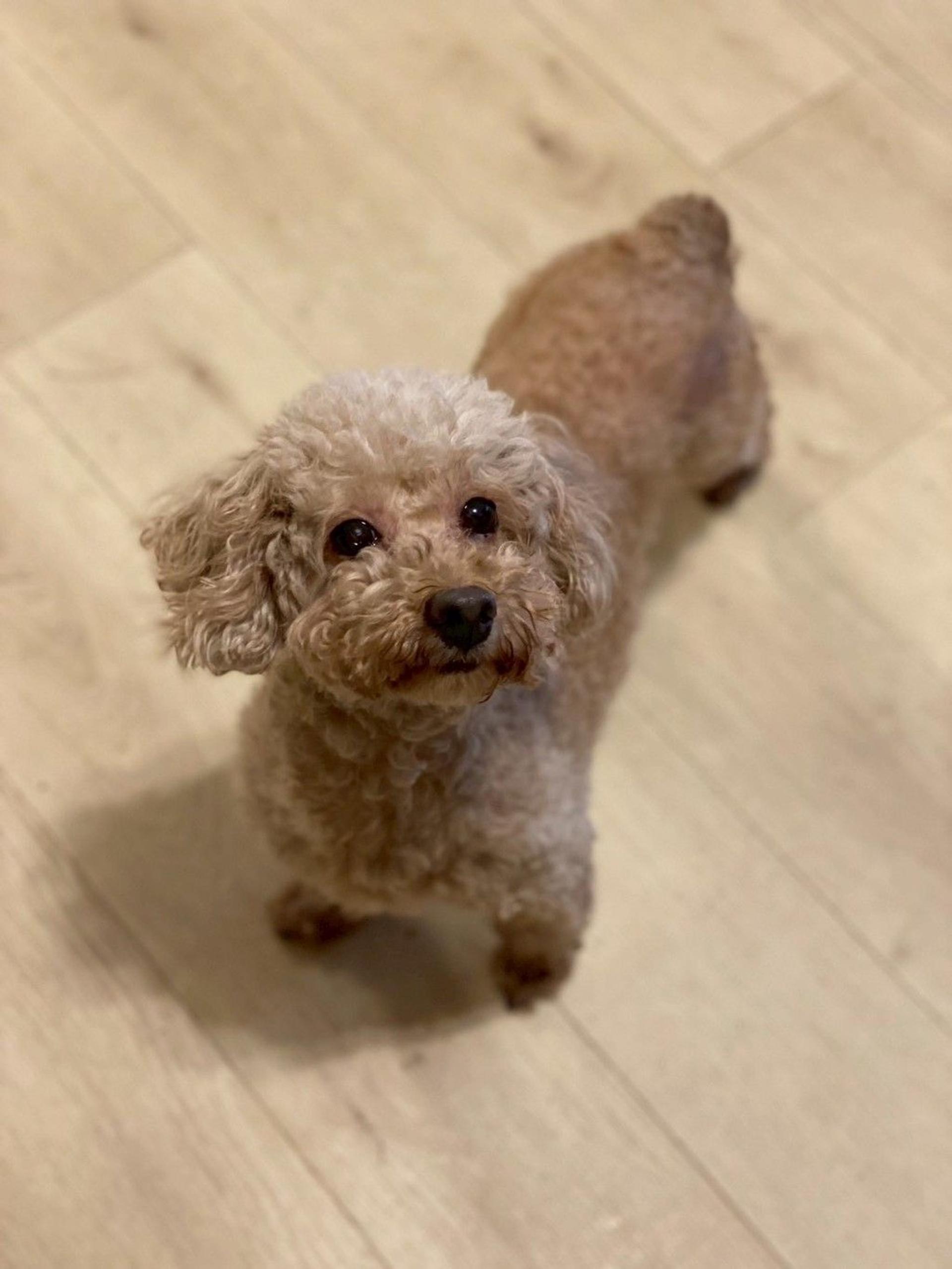 pet-image-6