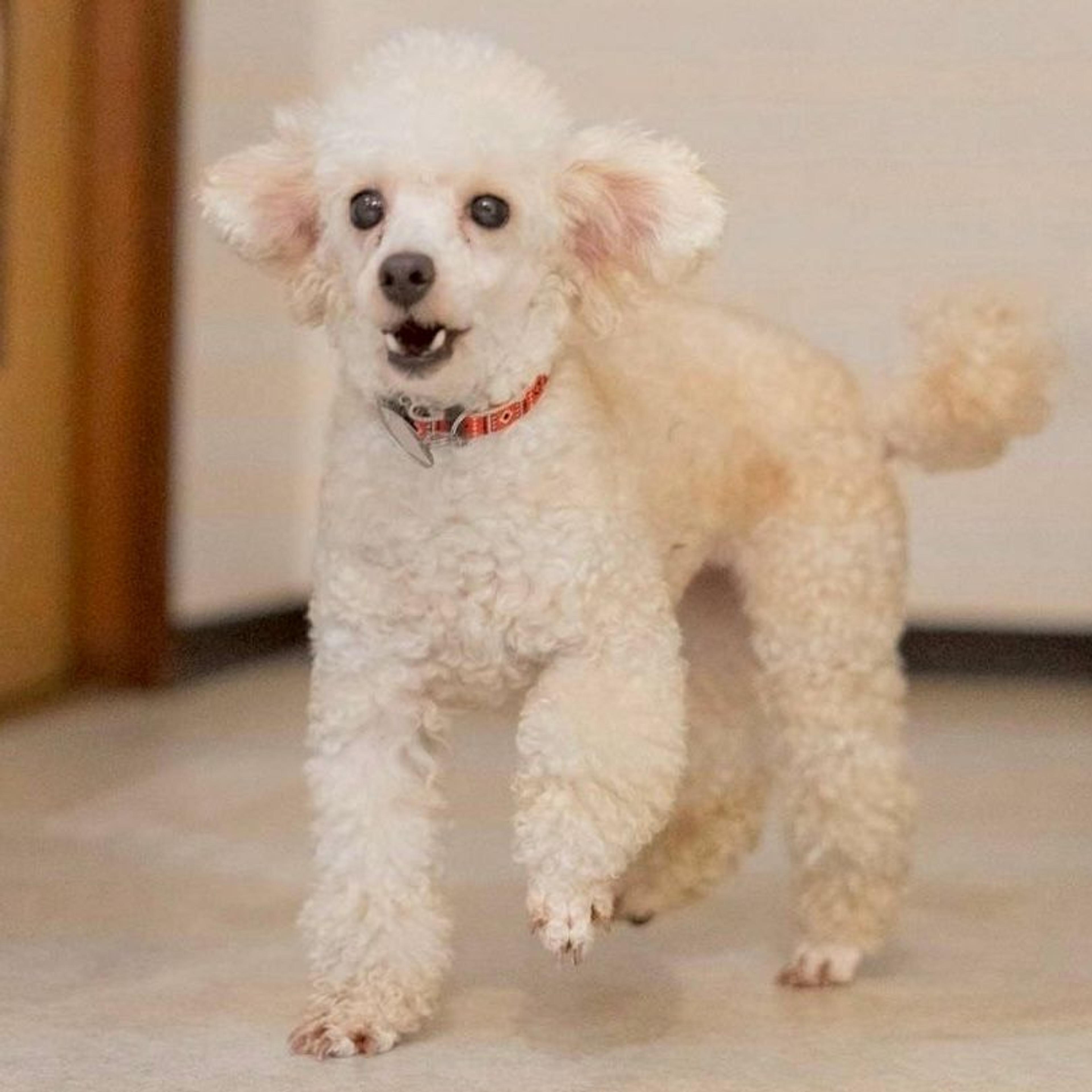 pet-image-2