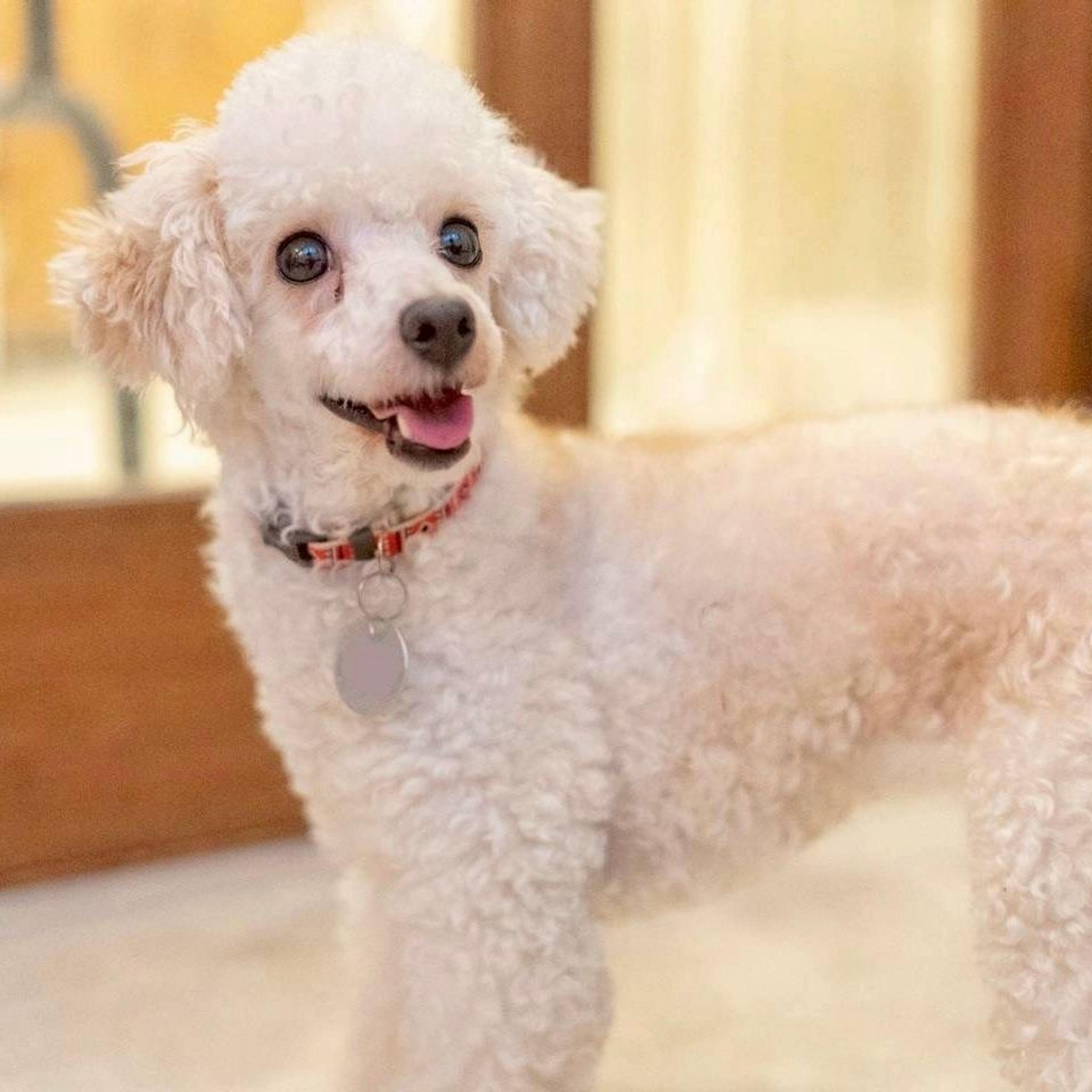 pet-image-3