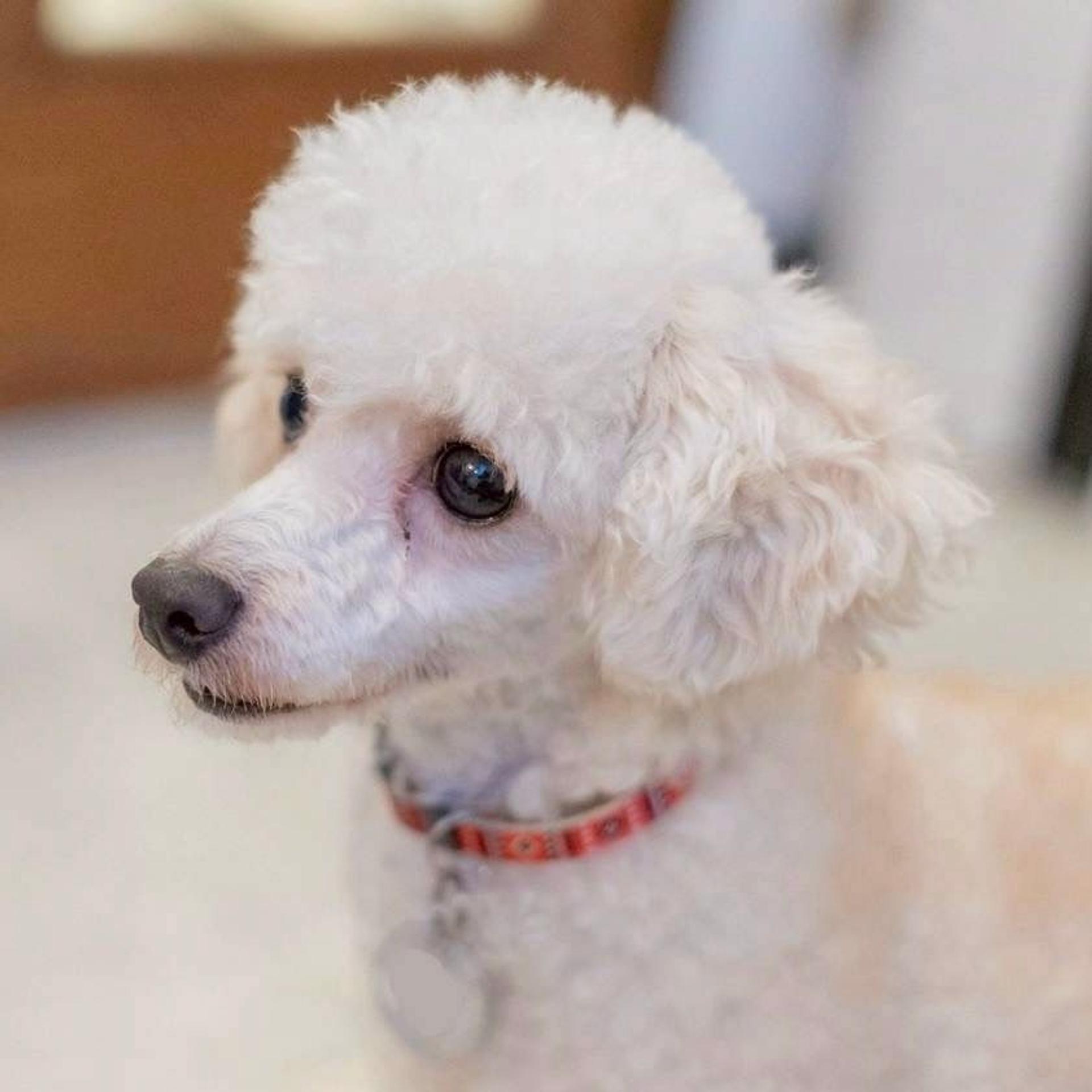 pet-image-4