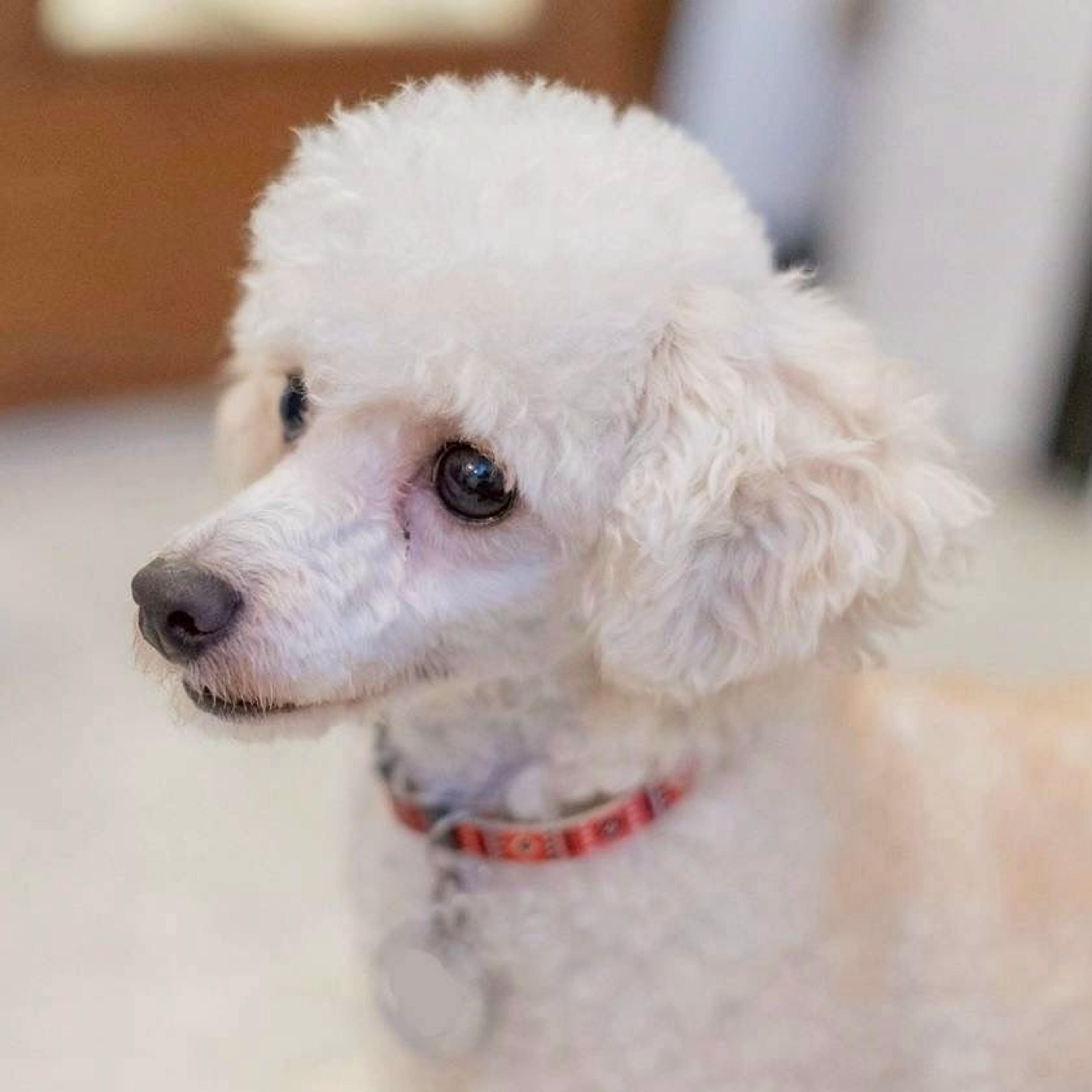 pet-image-4