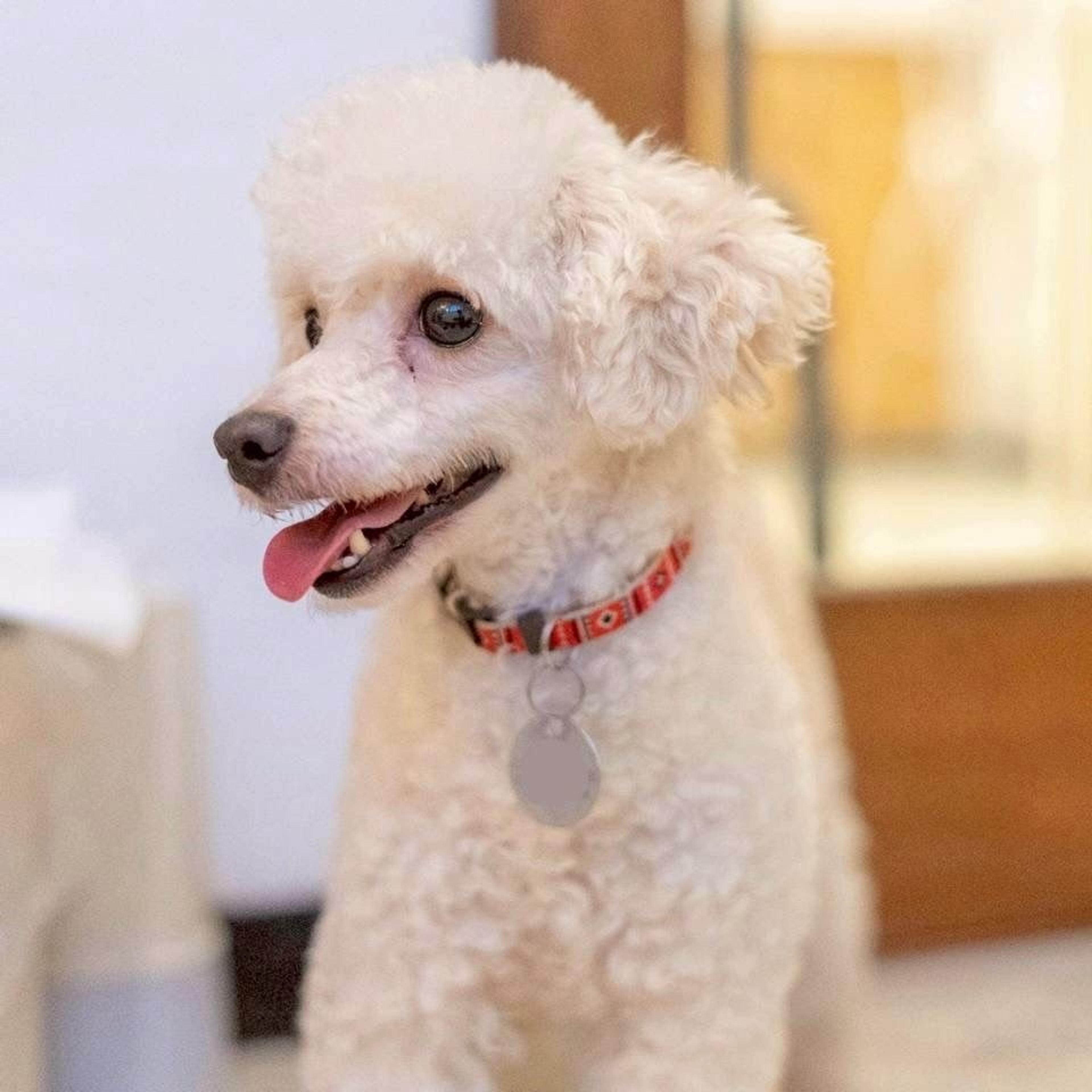 pet-image-5