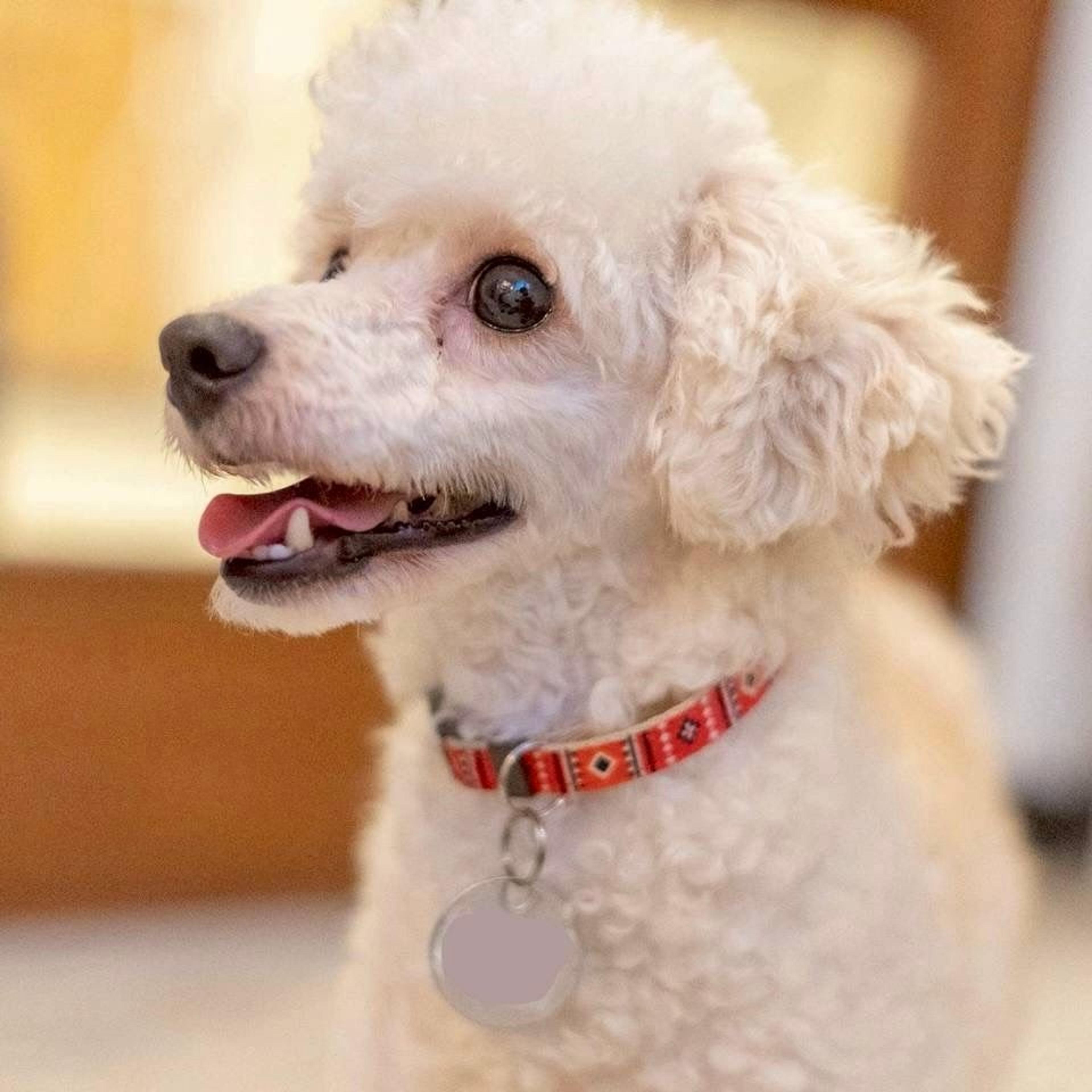pet-image-6