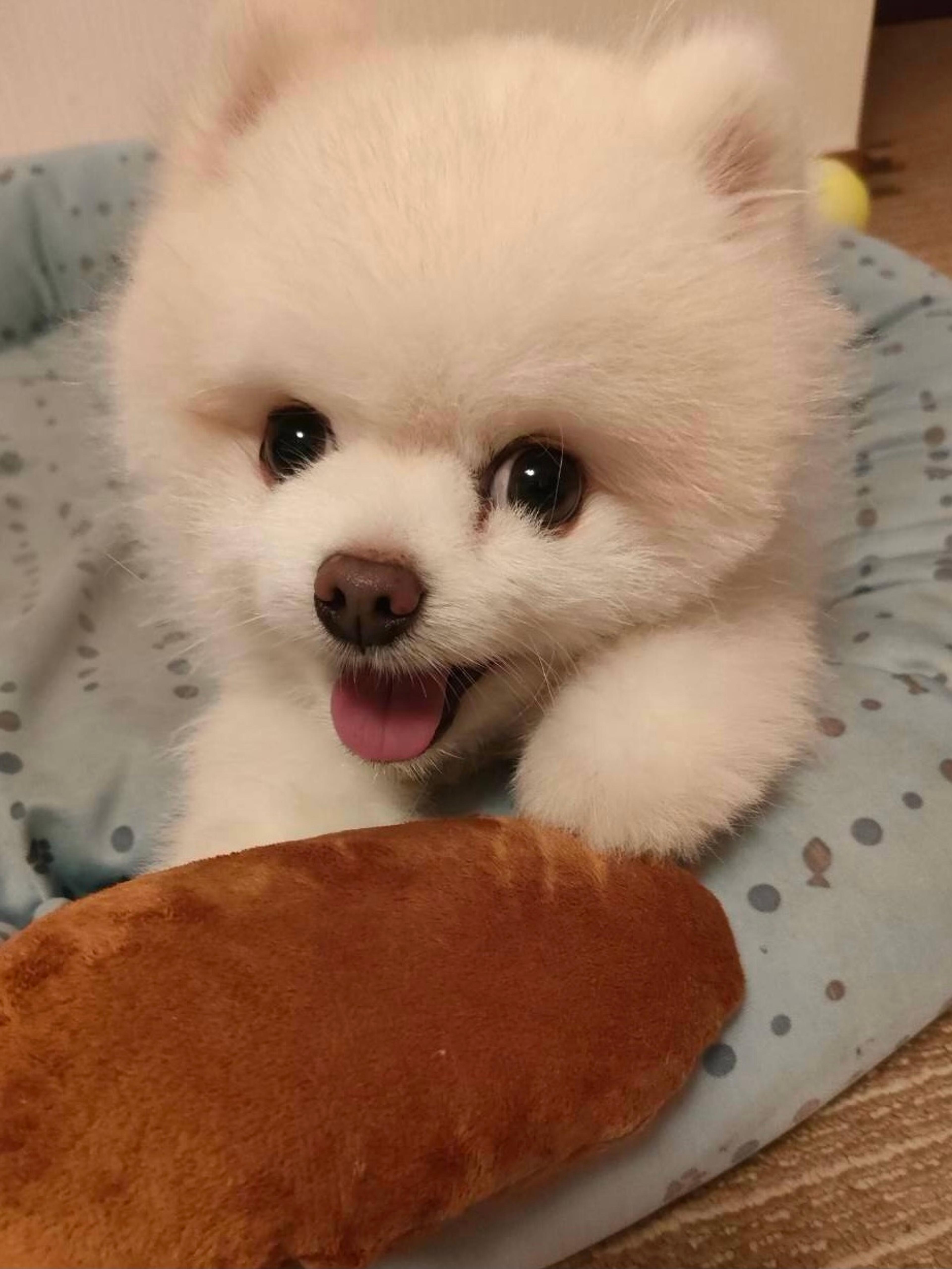 pet-image-2