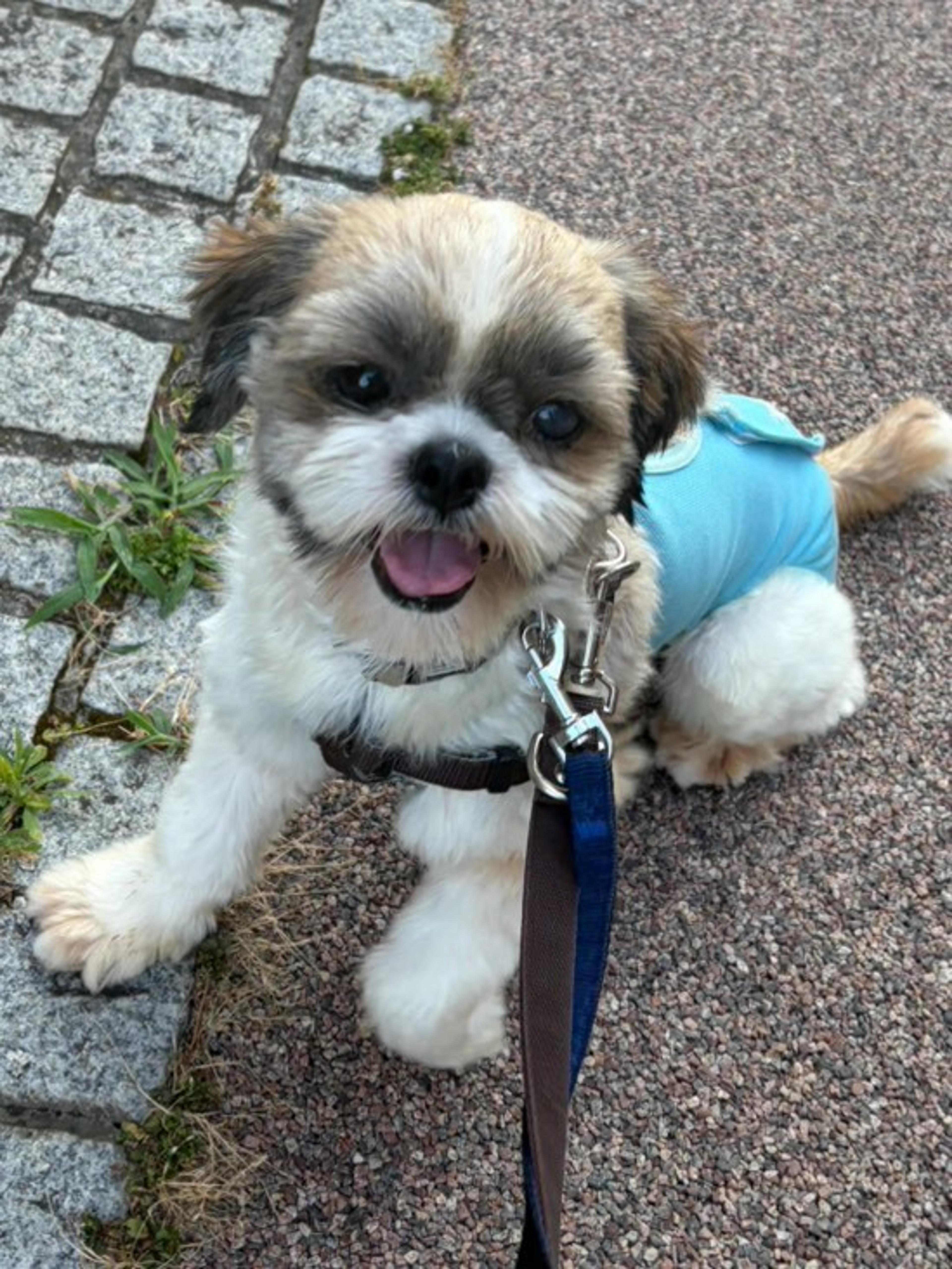 pet-image-3