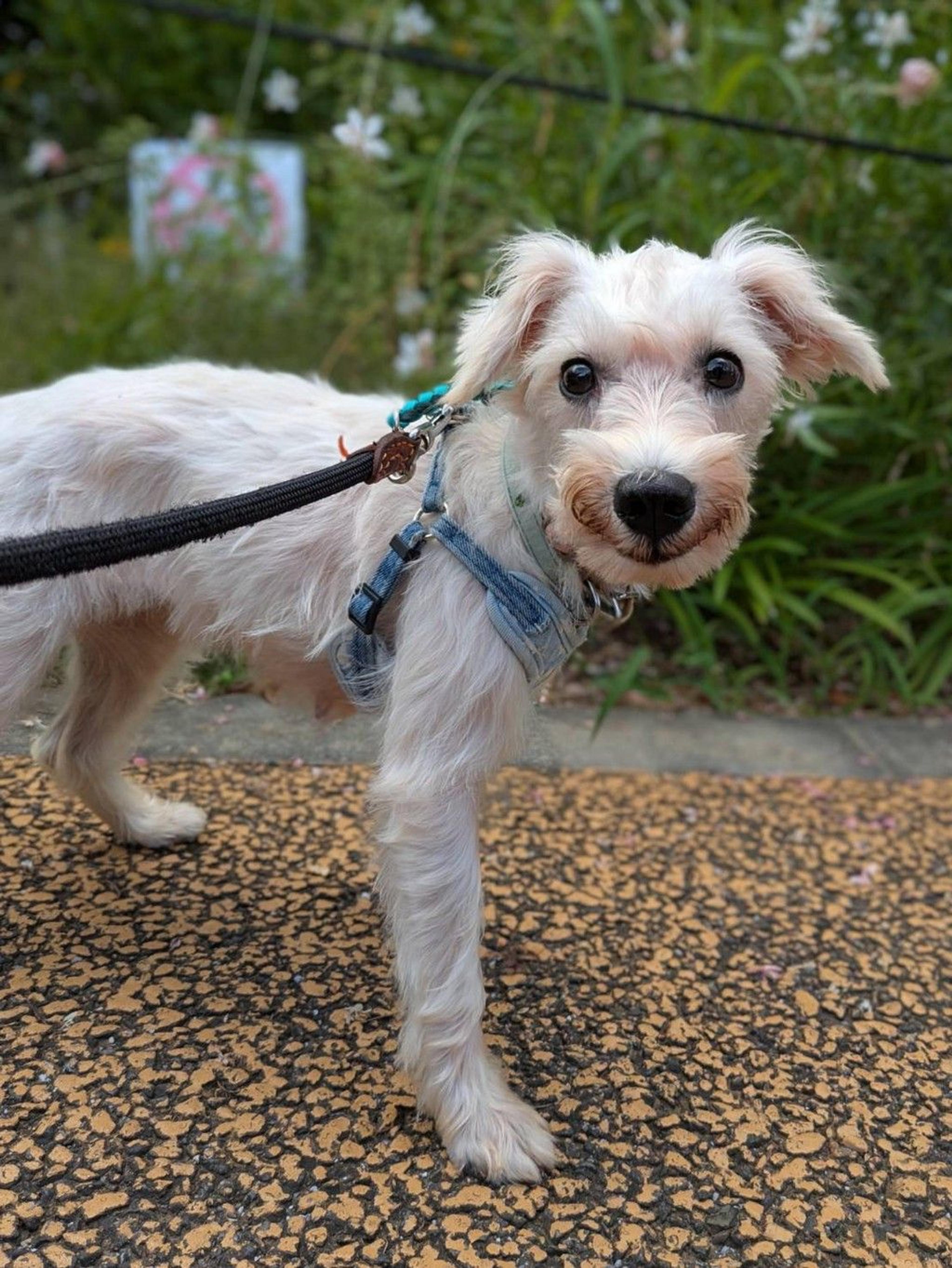 pet-image-3