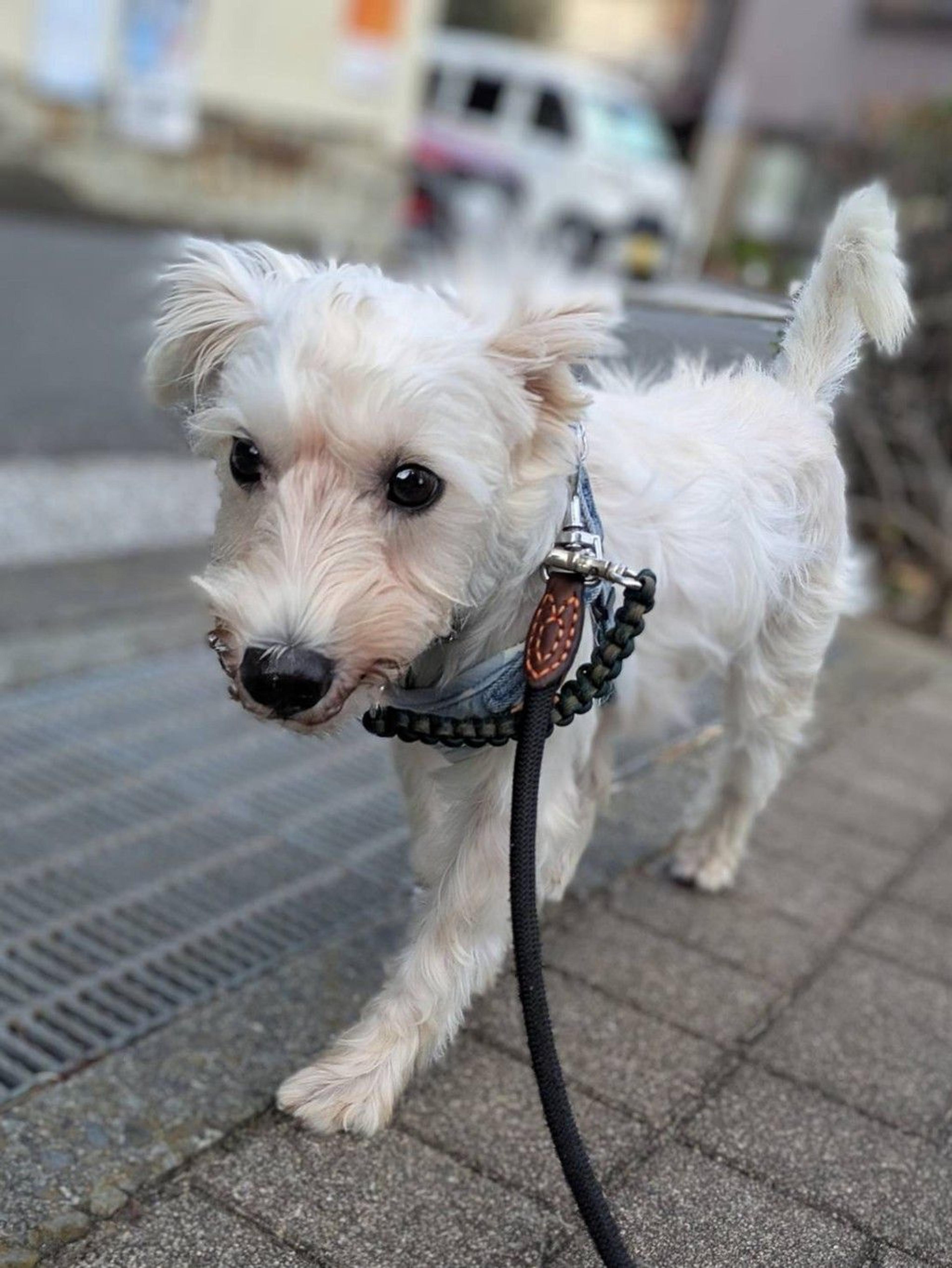 pet-image-5