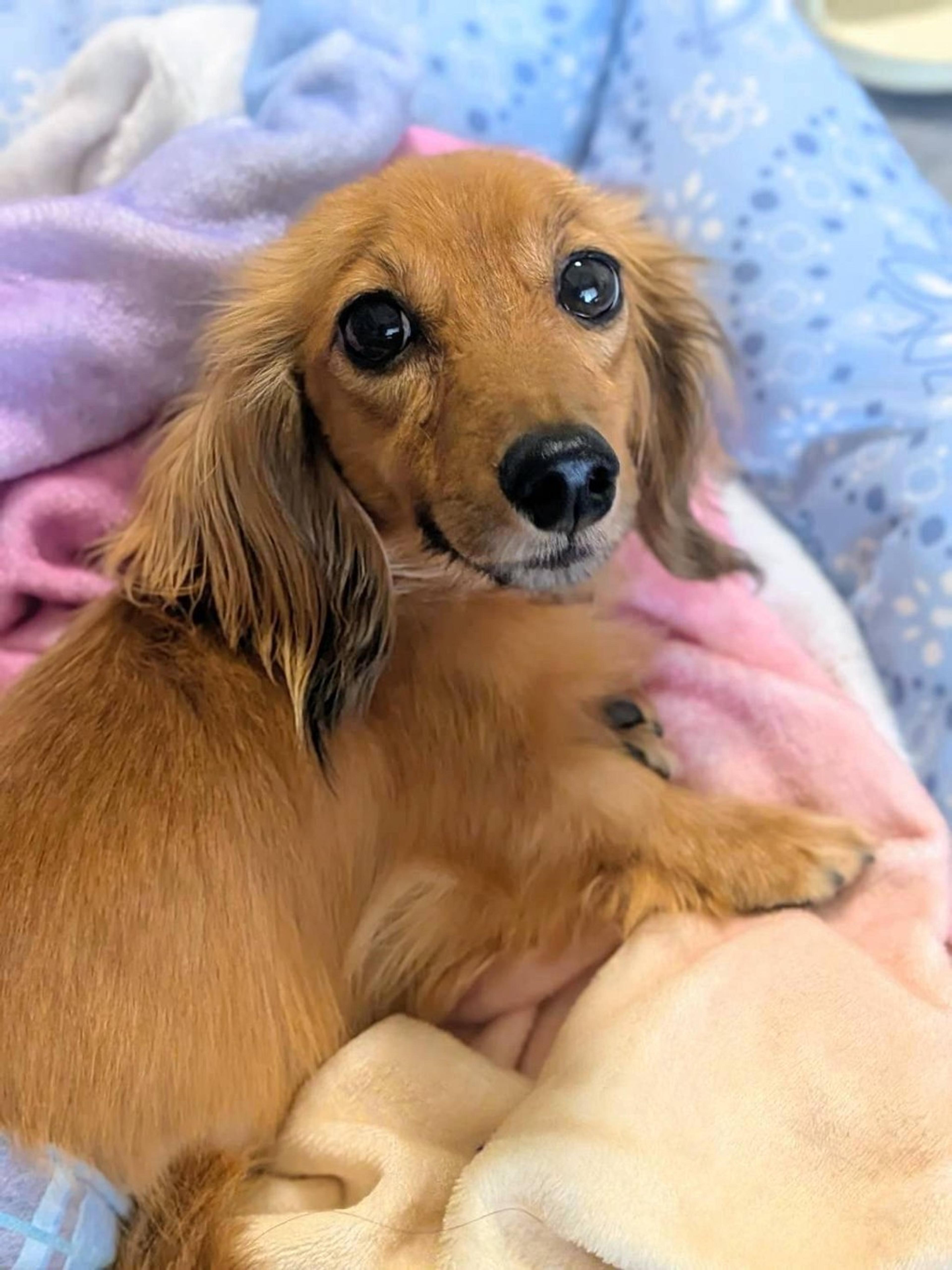pet-image-2