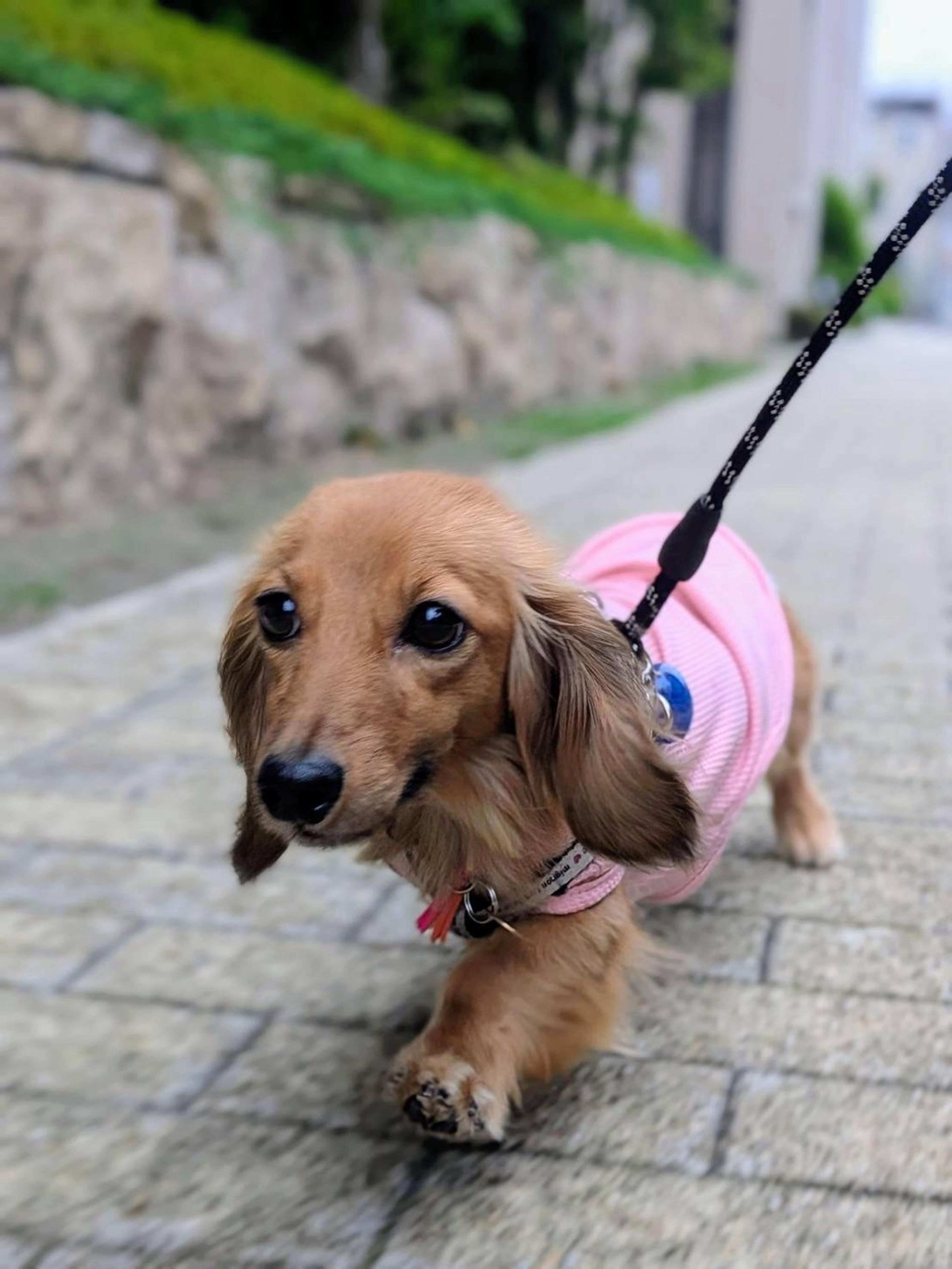pet-image-5