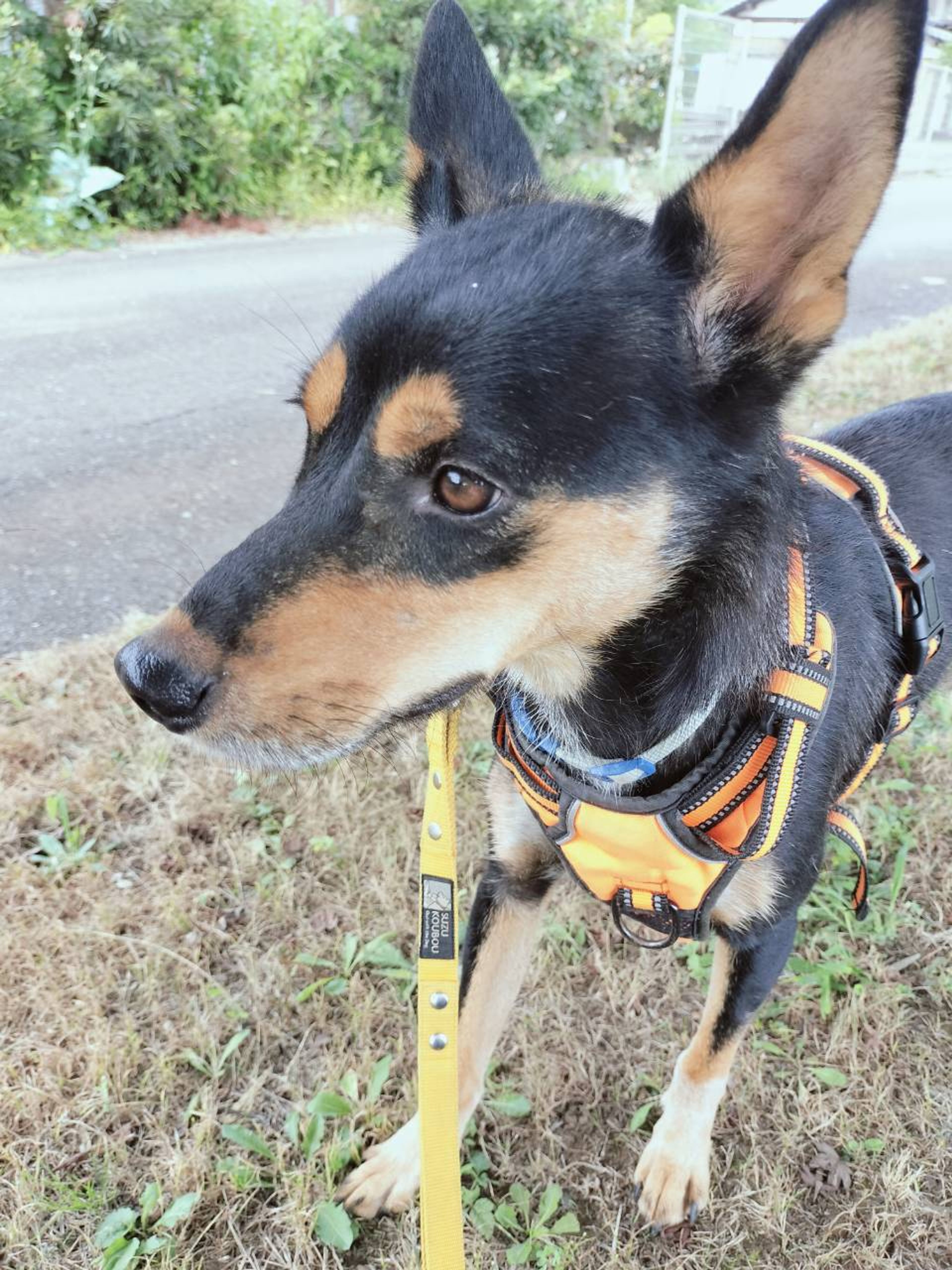 雑種（ミックス犬）・メスの里親募集の写真