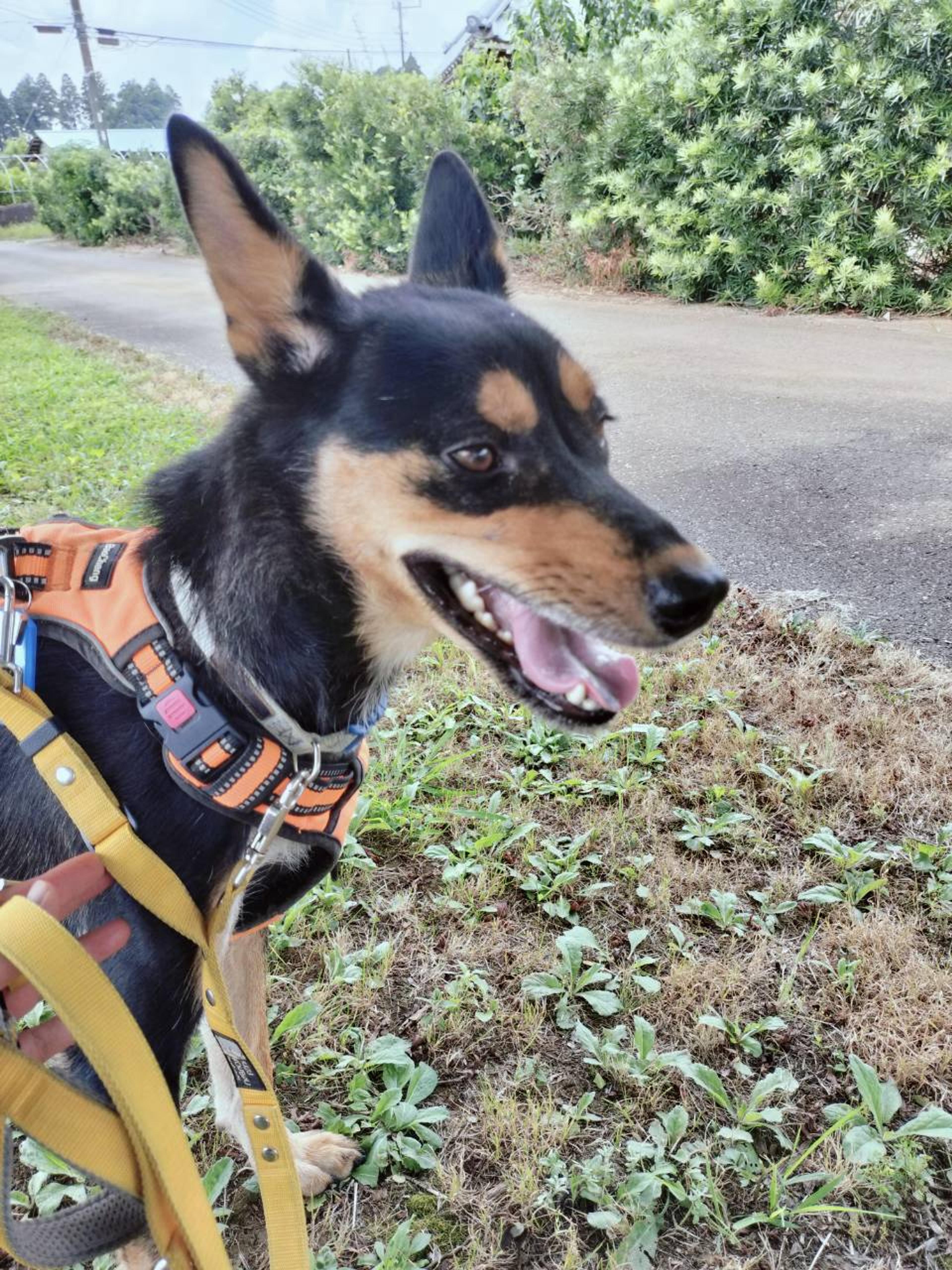pet-image-2