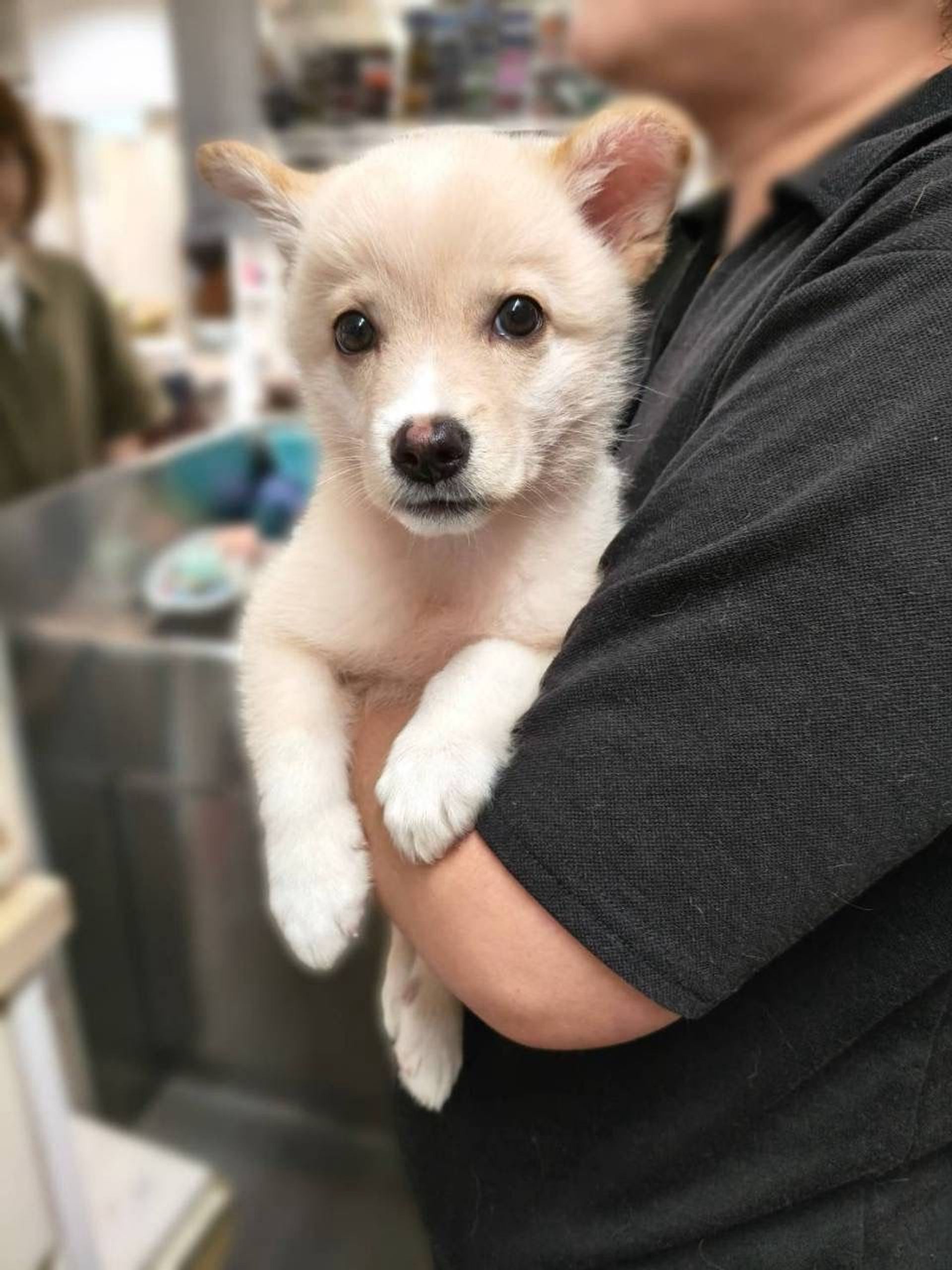 雑種（ミックス犬）・オスの里親募集の写真