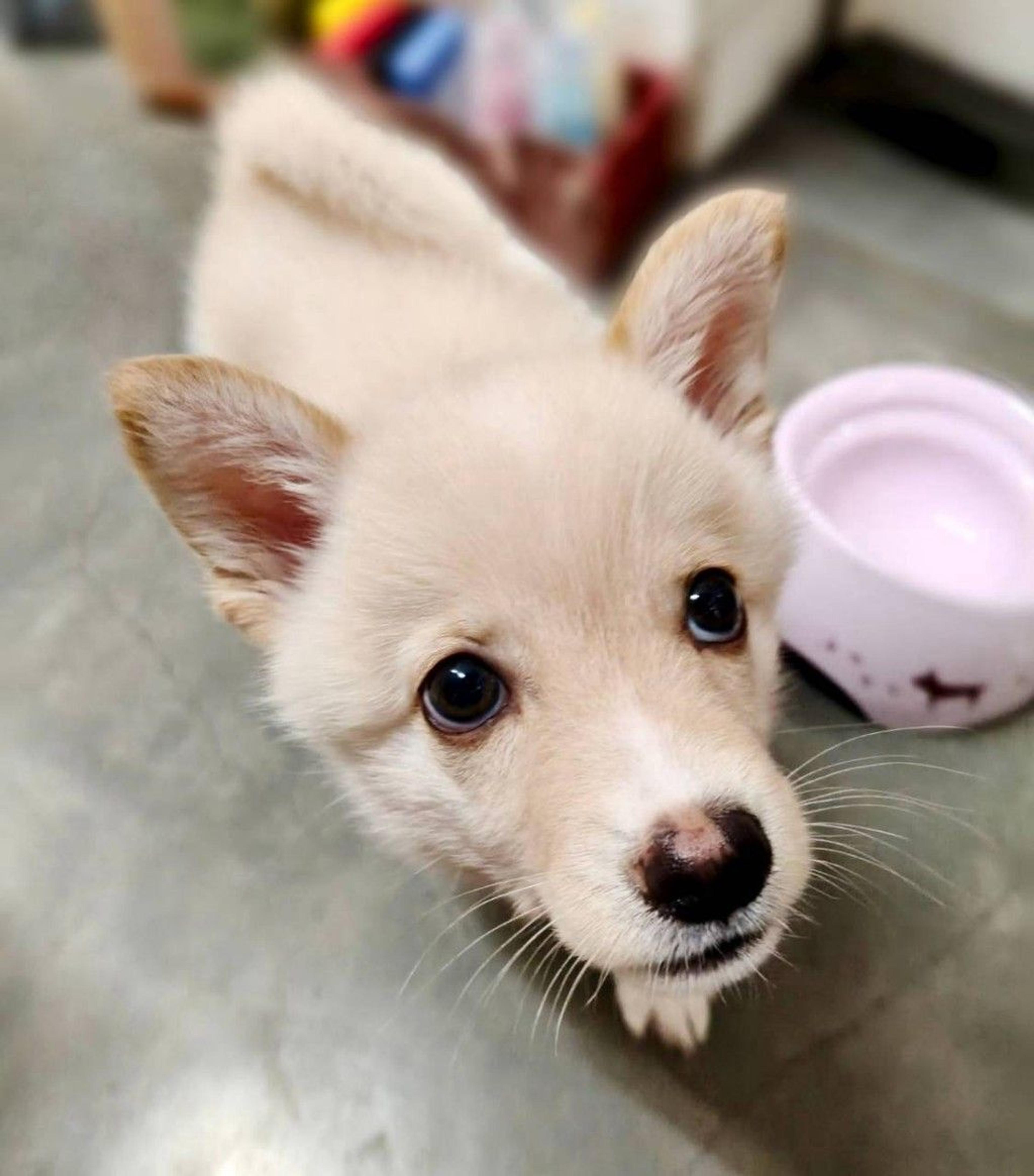 pet-image-3