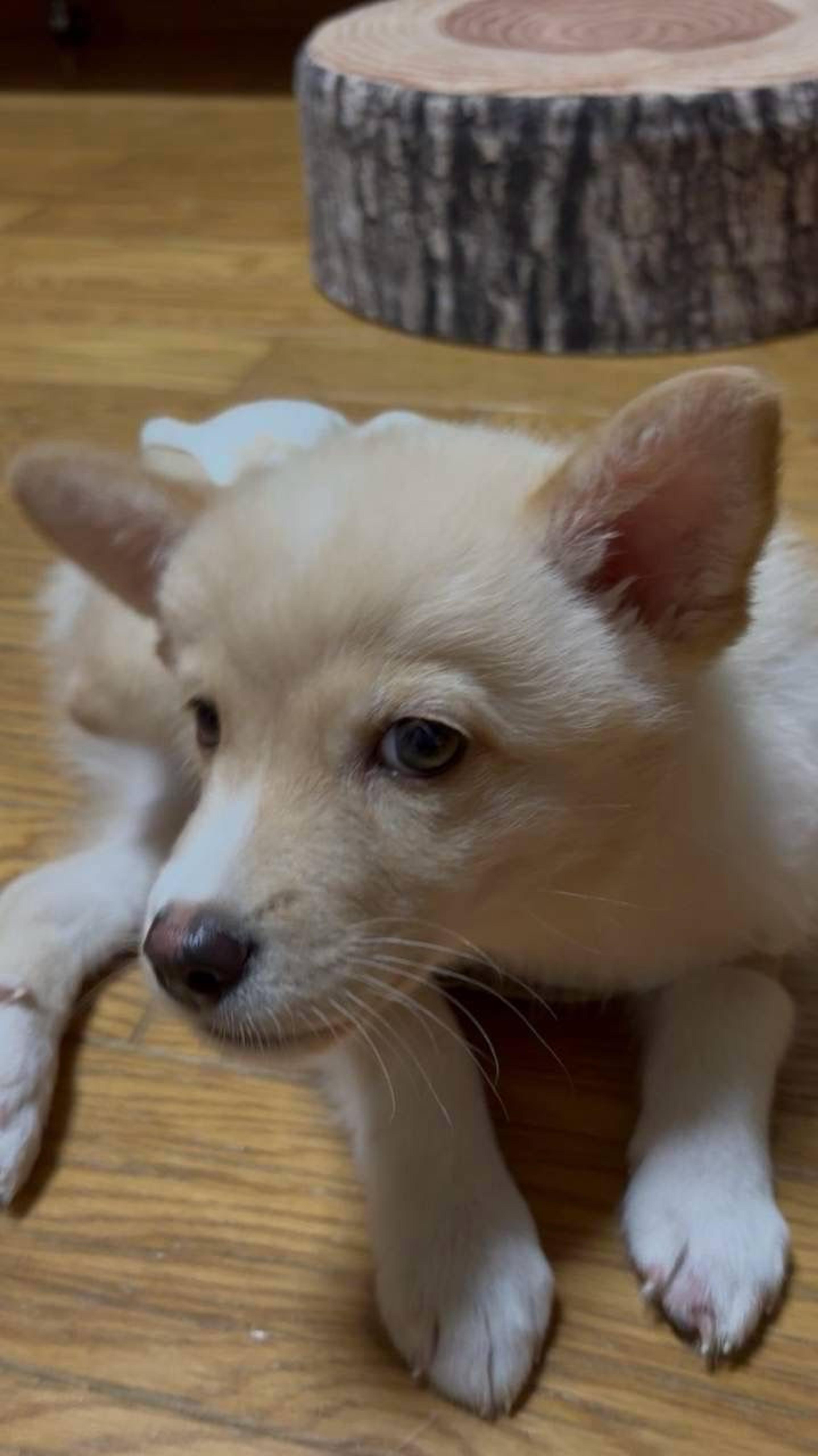 pet-image-4