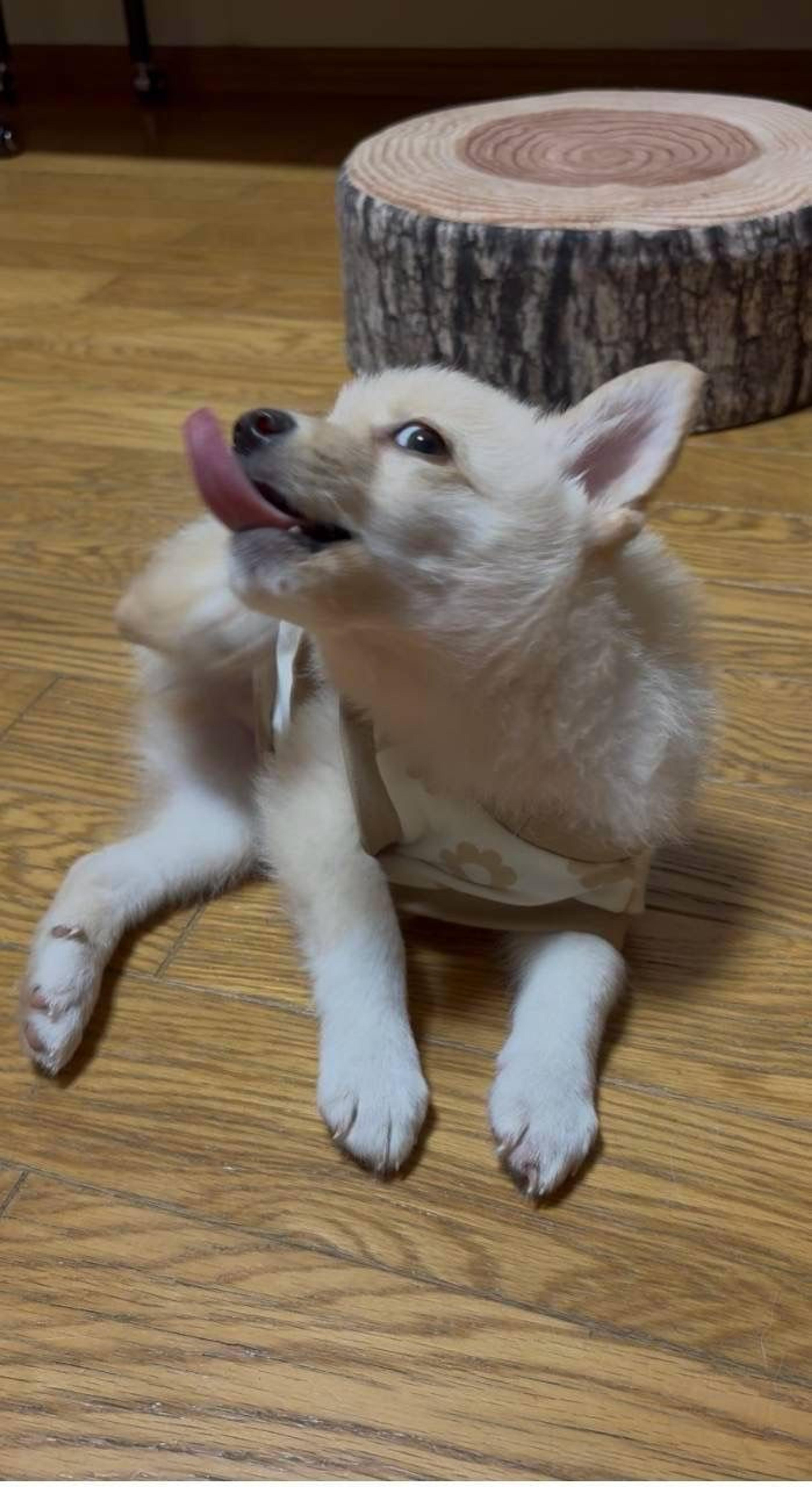 pet-image-5