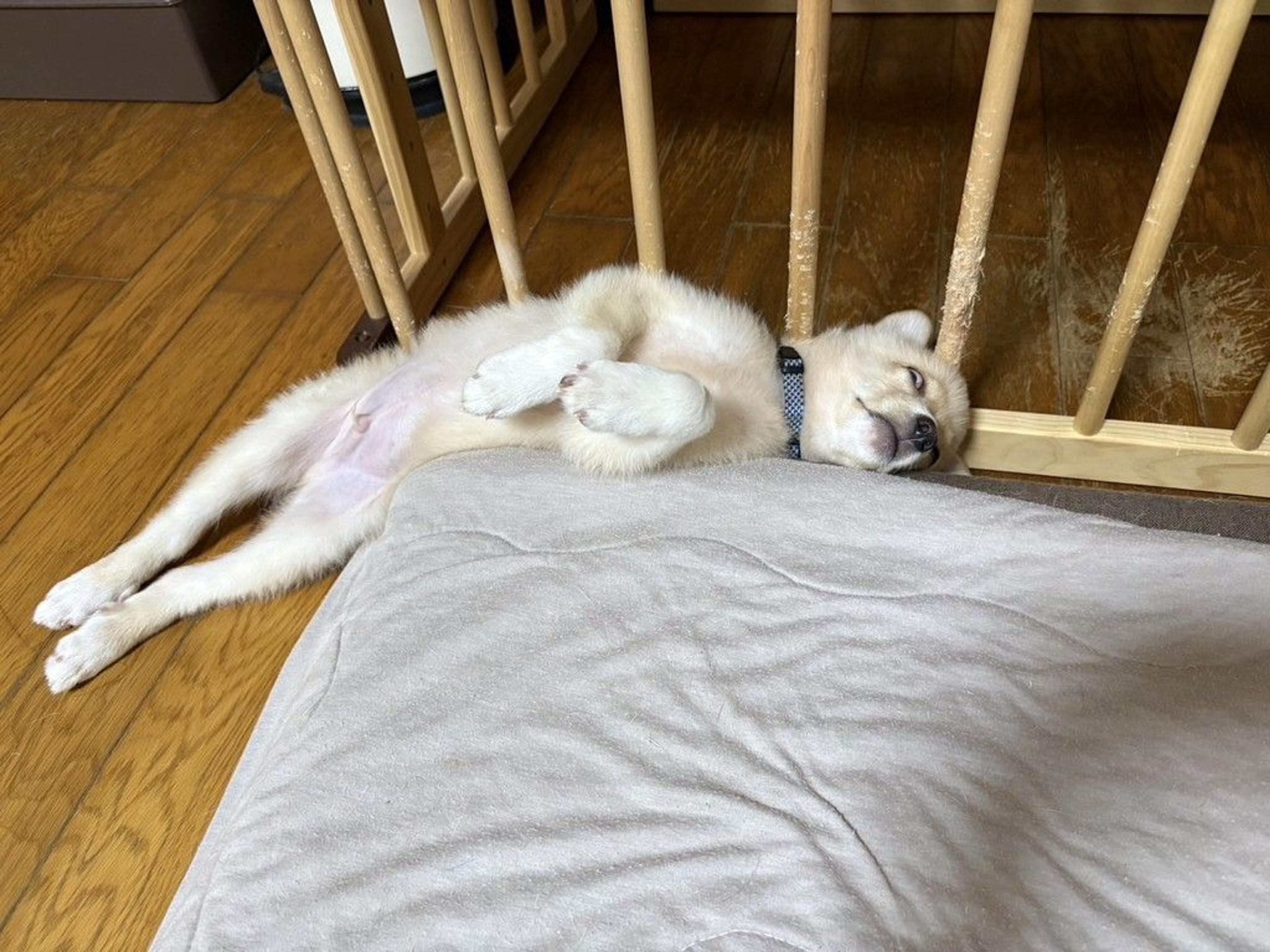 pet-image-7