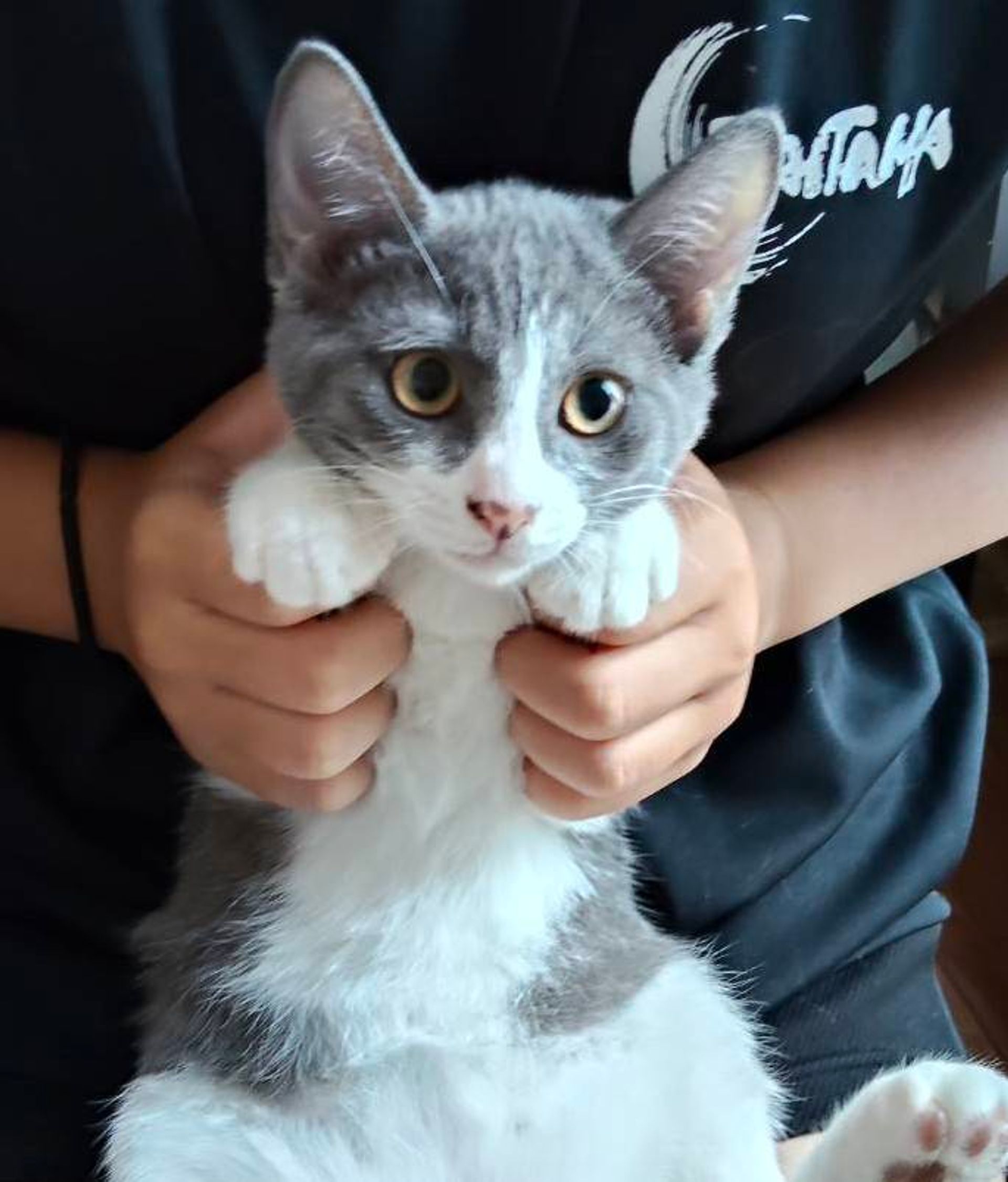 雑種（ミックス猫）・オスの里親募集の写真