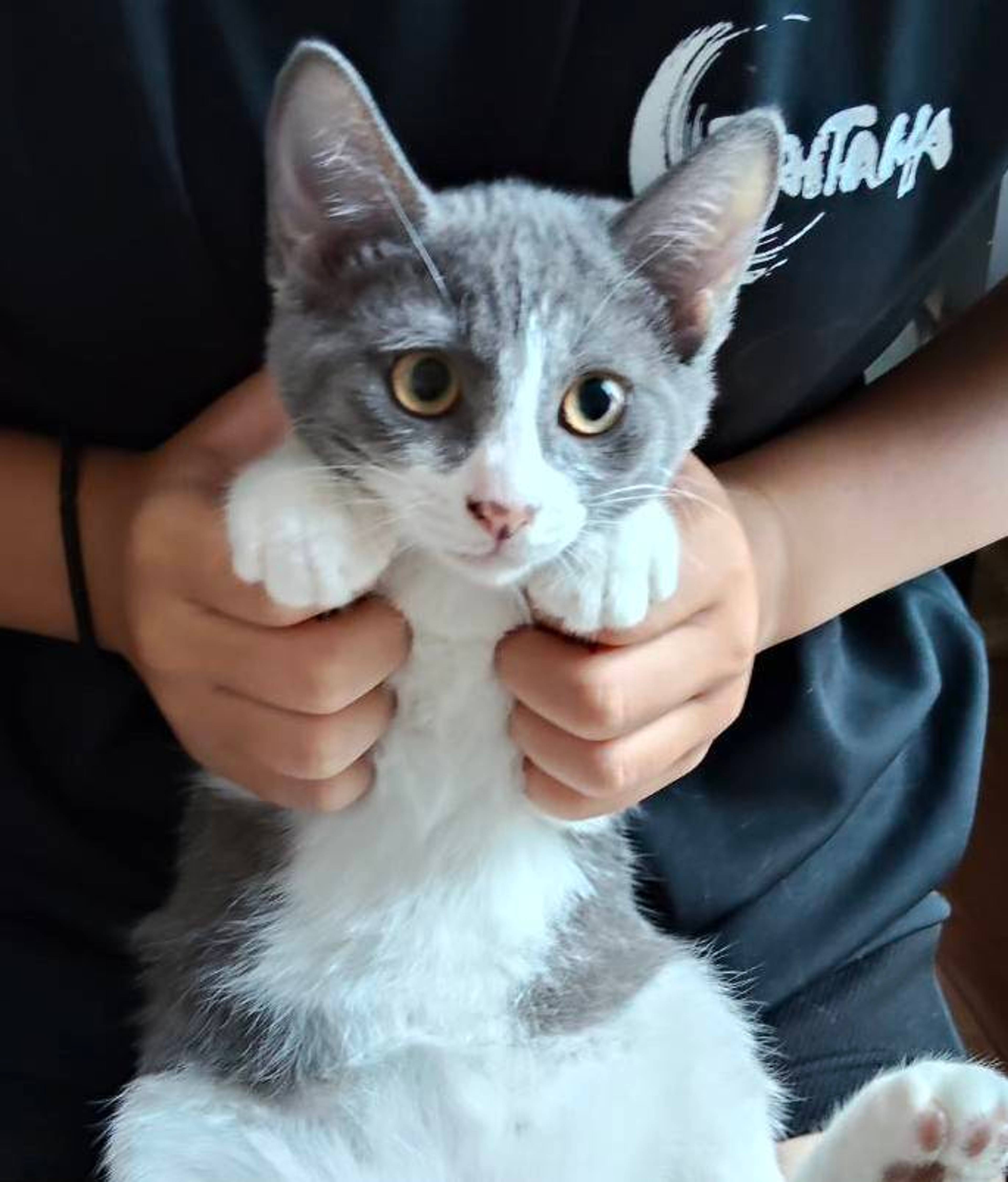 雑種（ミックス猫）・オスの里親募集の写真
