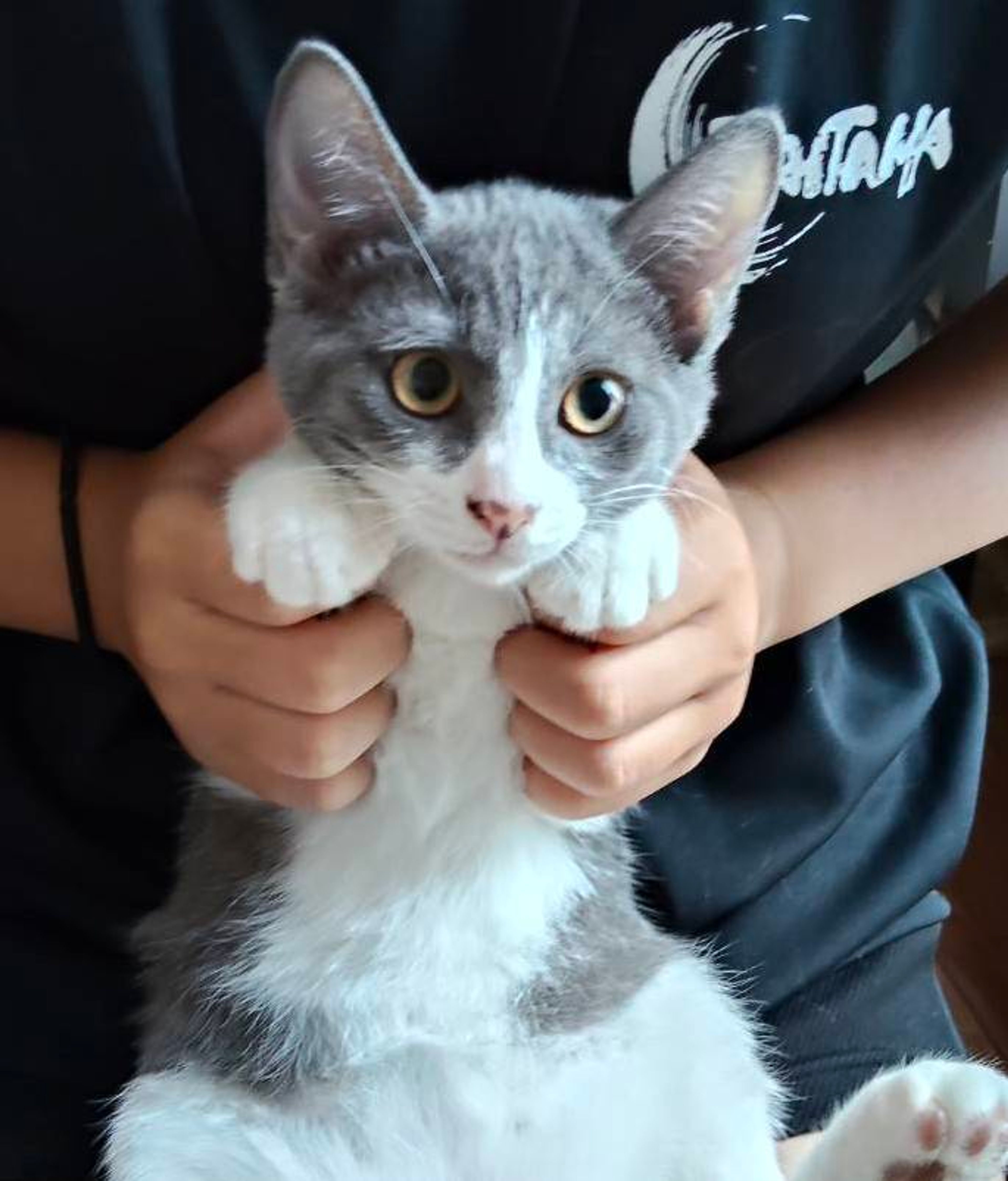 雑種（ミックス猫）・オスの里親募集の写真